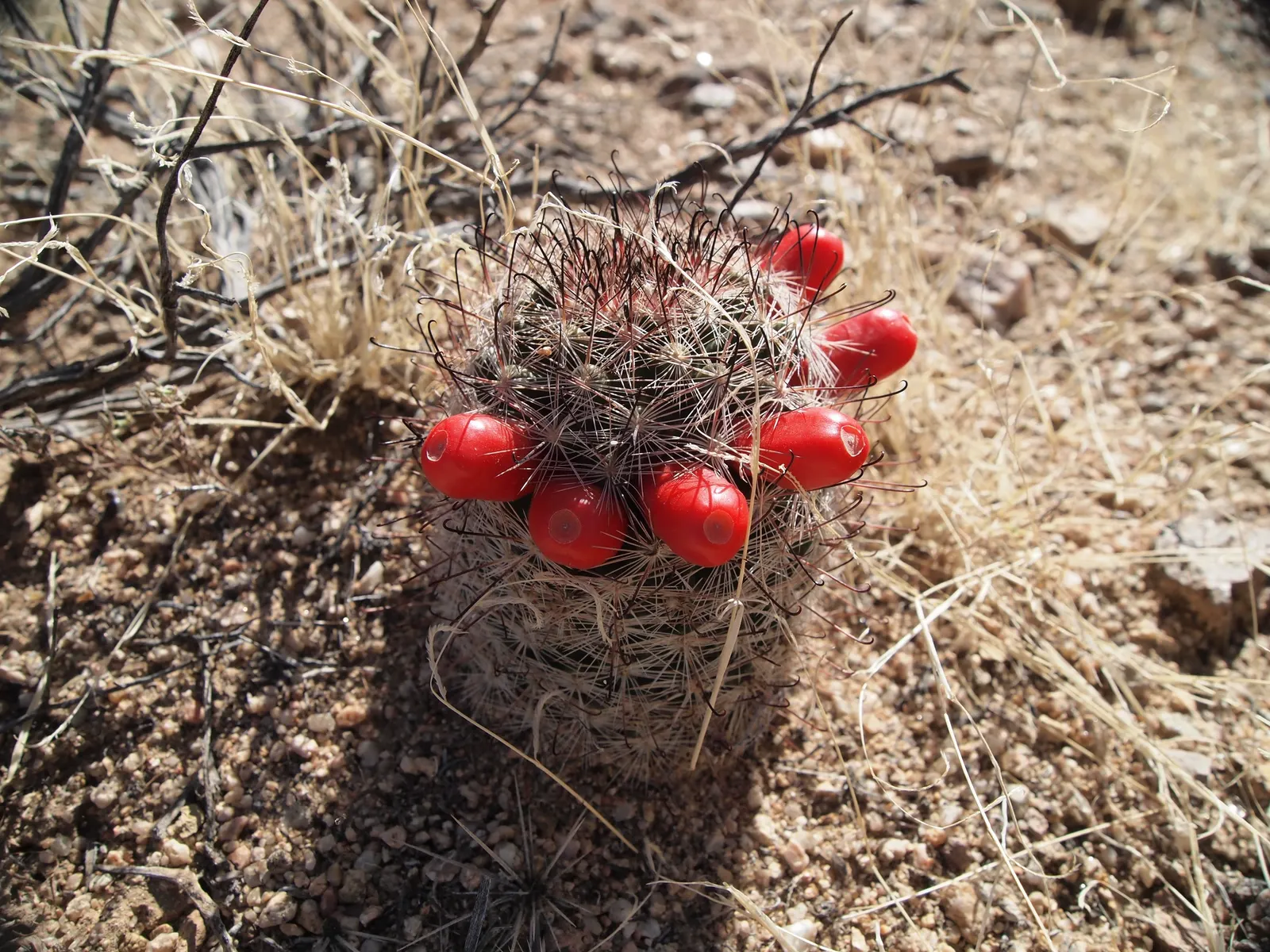 Pincushion Cactus (Mammillaria Tetrancistra) — a crucial aspect to ensure its health; makes it perfect for rock gardens, image 95