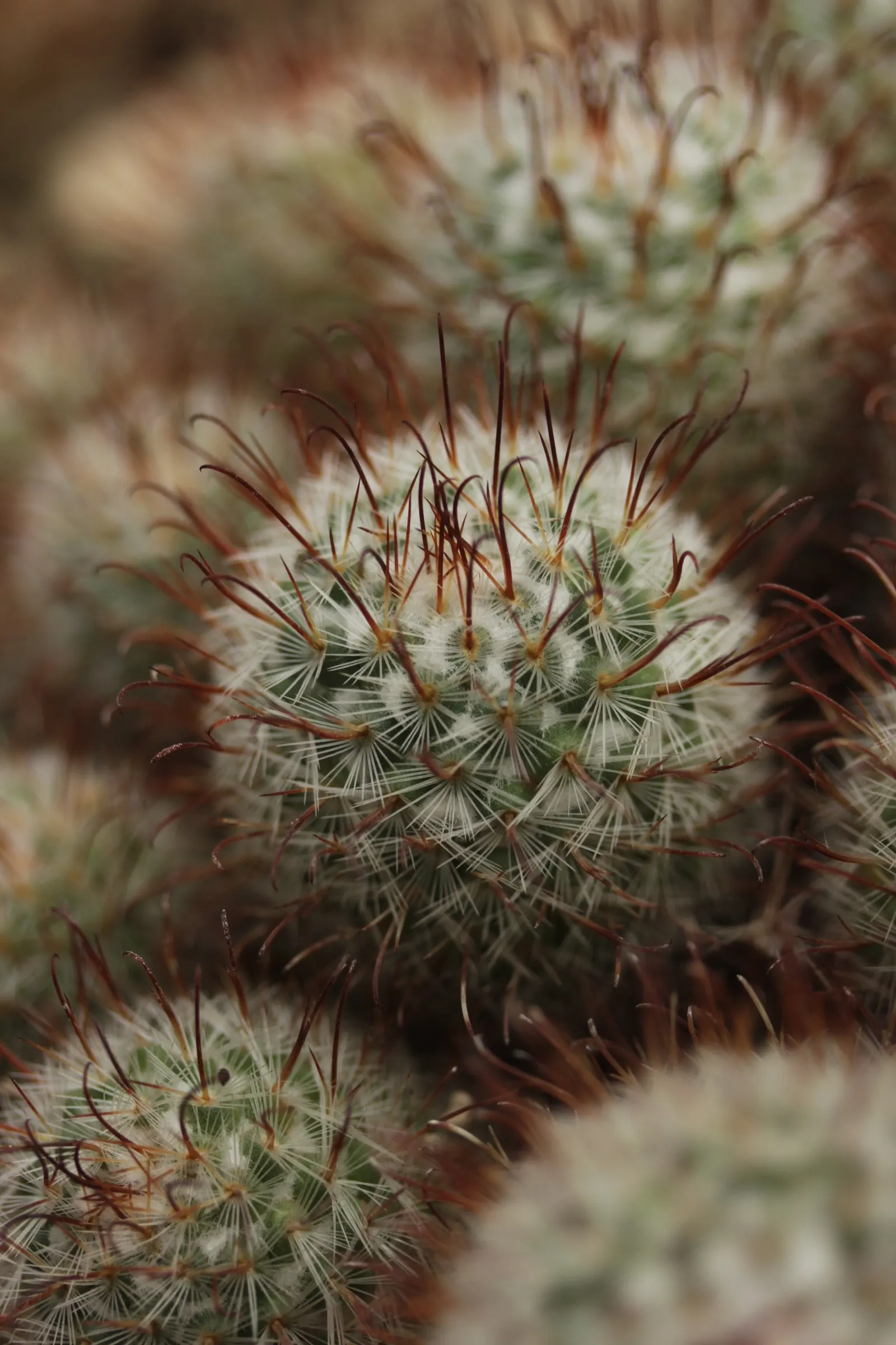 Pincushion Cactus (Mammillaria Tetrancistra) — The Pincushion Cactus (Mammillaria tetrancistra) is a compact