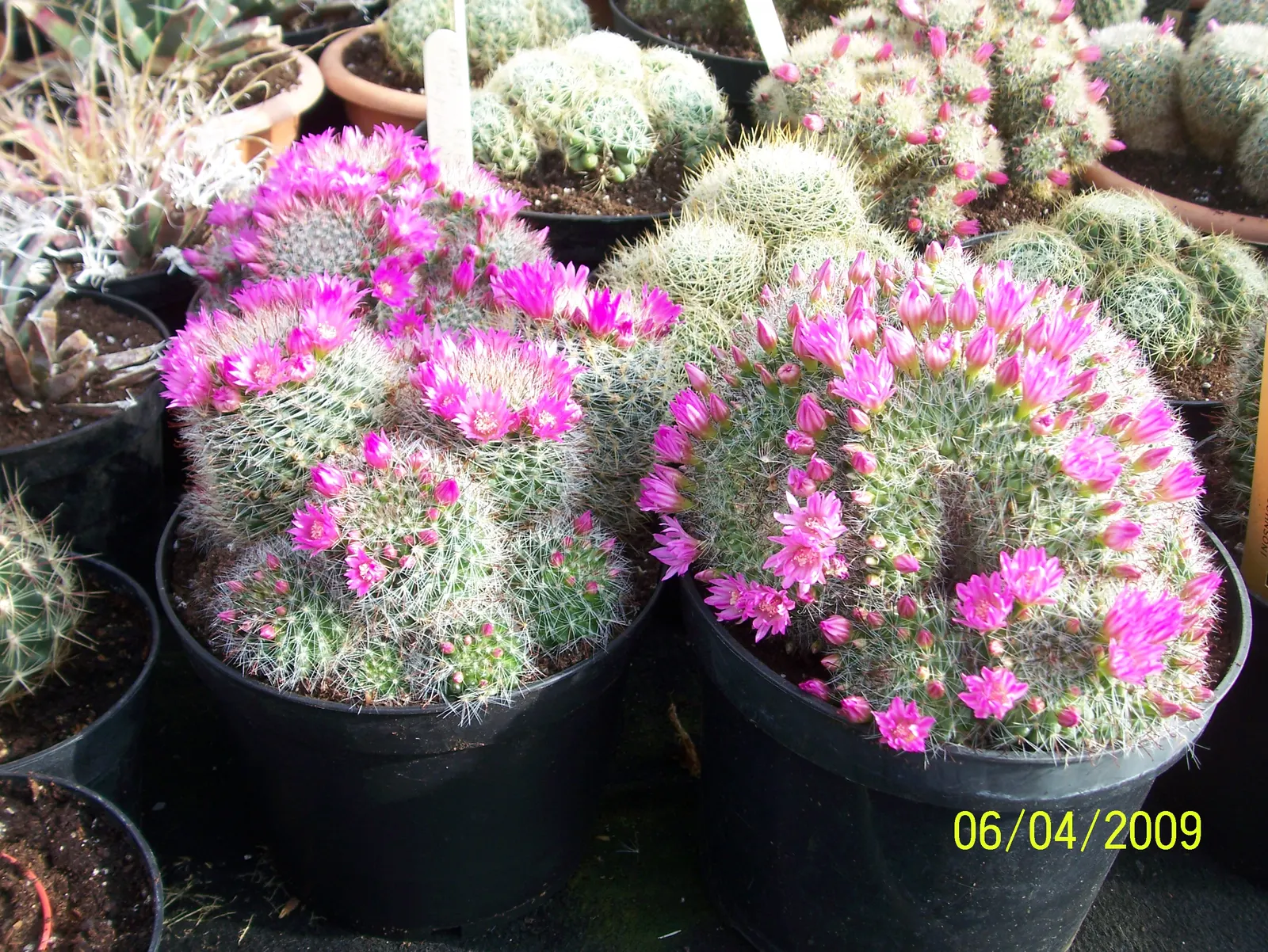 Pincushion Cactus (Mammillaria Tetrancistra) — pink flowers in the garden; this cactus thrives in USDA Hardiness Zones 9 to 11, image 102
