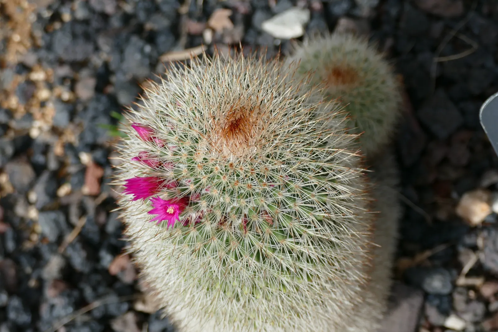 Pincushion Cactus (Mammillaria Tetrancistra) — The plant's diminutive size; measuring about 0.8 to 1.2 inches in diameter, image 62