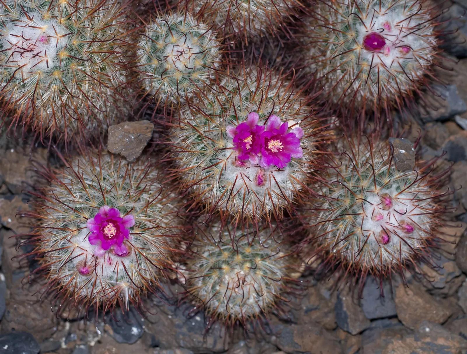 Pincushion Cactus (Mammillaria Tetrancistra) — The plant's diminutive size; measuring about 0.8 to 1.2 inches in diameter, image 88