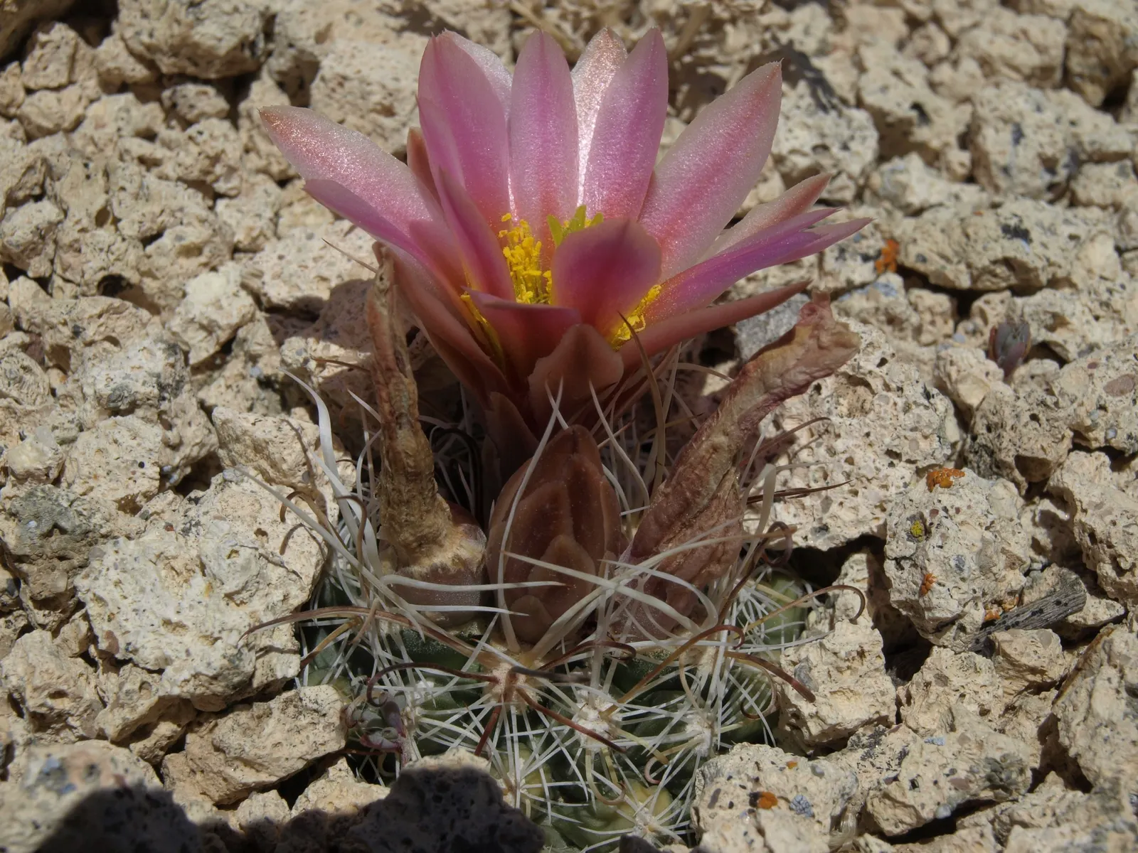 Pincushion Cactus (Mammillaria Tetrancistra) — The plant's diminutive size; measuring about 0.8 to 1.2 inches in diameter