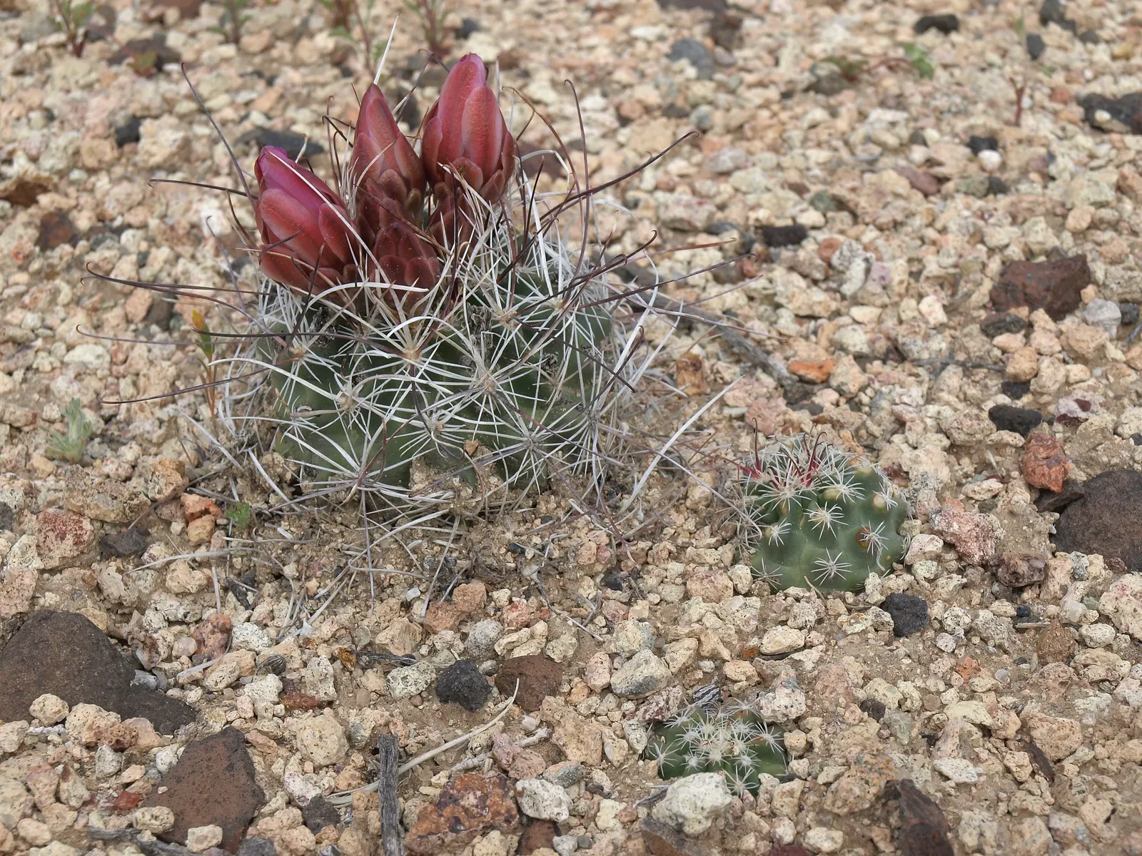 Pincushion Cactus (Mammillaria Tetrancistra) — Native to the Southwestern United States and Northern Mexico; the Pincushion Cactus (Mammillaria, image 112