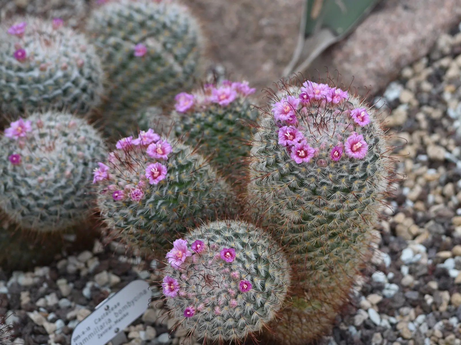 Pincushion Cactus (Mammillaria Tetrancistra) — The Pincushion Cactus (Mammillaria tetrancistra) is a compact; thrives in USDA Zones 9-11, image 79