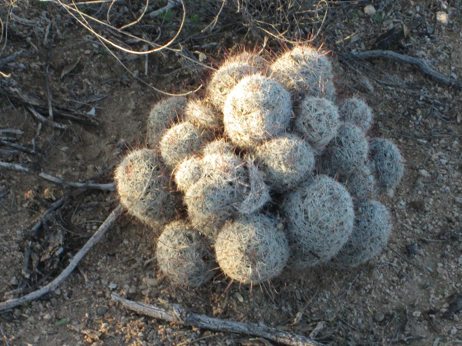 Pincushion Cactus (Mammillaria Tetrancistra) — Spring and summer bring a charming display of vibrant pink or purple flowers; a crucial aspect to ensure its
