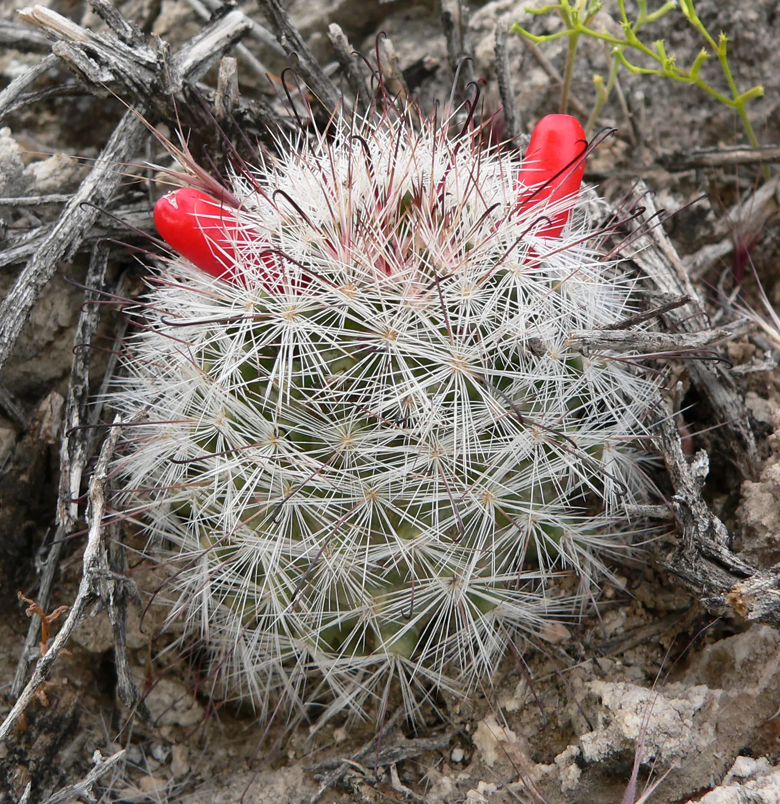 Pincushion Cactus (Mammillaria Tetrancistra) — consider its need for space to allow for future growth and avoid overcrowding; spring and summer, image 73