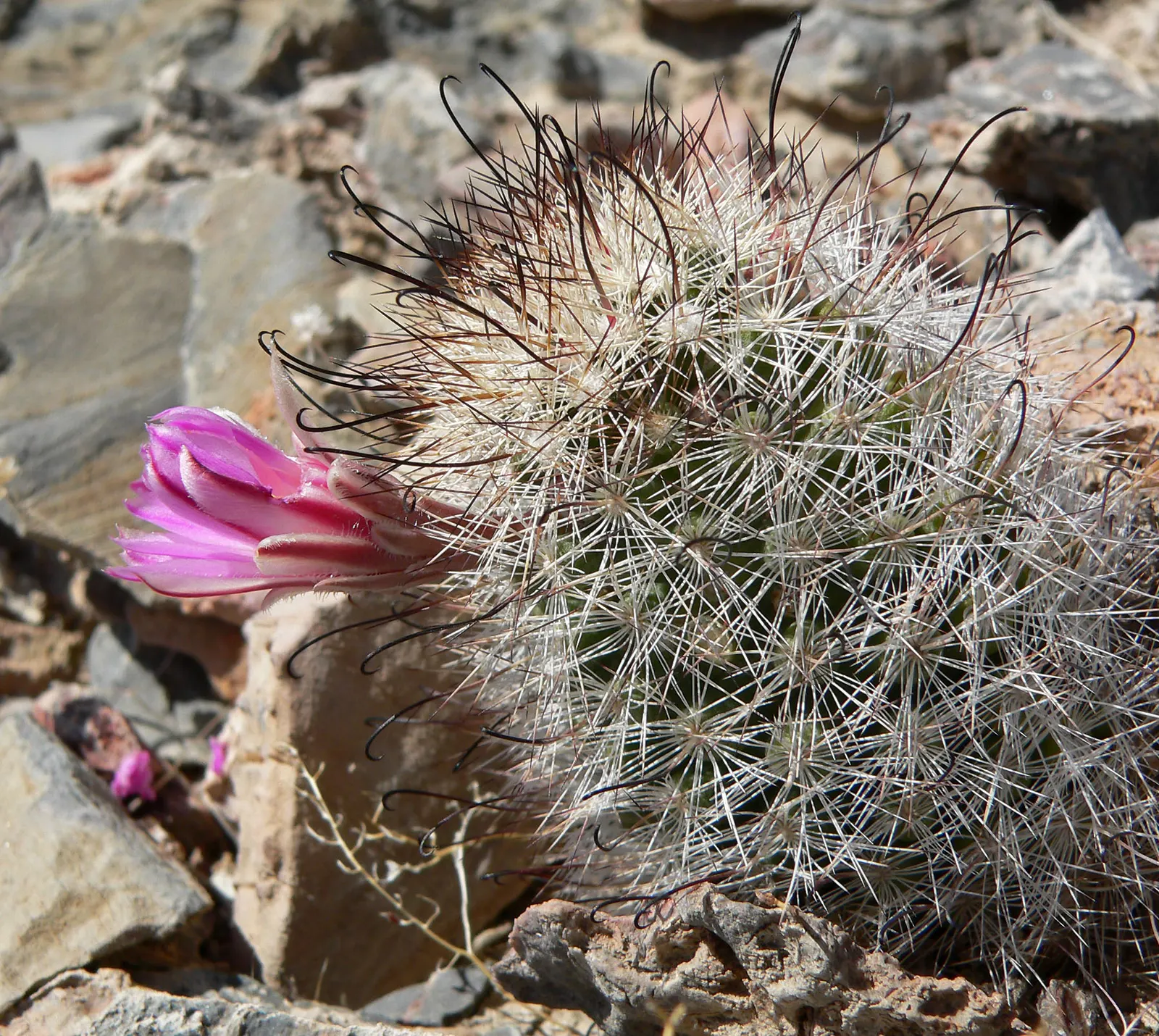 Pincushion Cactus (Mammillaria Tetrancistra) — Thrives in USDA Zones 9-11, preferring full sun and well-draining soil; cactus with pink blooms