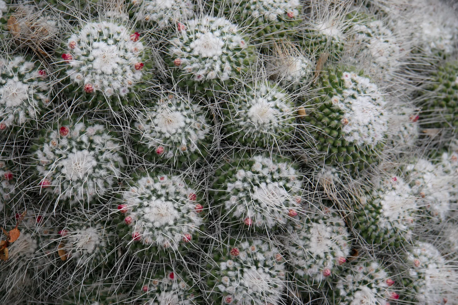 Pincushion Cactus (Mammillaria Tetrancistra) — When incorporating Mammillaria tetrancistra into your design