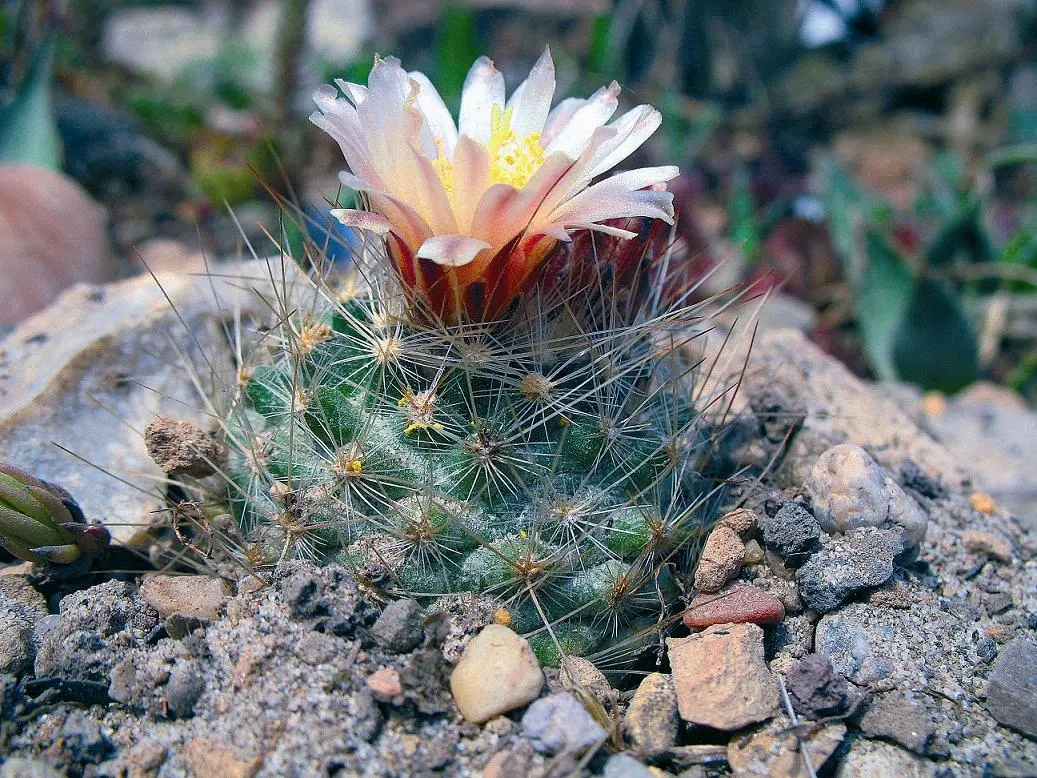 Pincushion Cactus (Mammillaria Tetrancistra) — cactus with pink blooms; which encircle the cactus crown, image 77