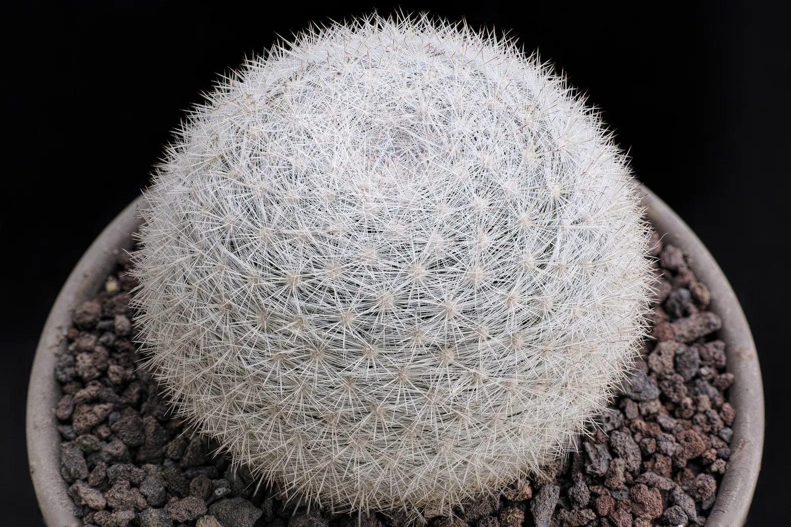 Pincushion Cactus (Mammillaria Tetrancistra) — typically reaching a height of 2 to 6 inches and a spread of similarly 2 to 4 inches; this desert gem pairs well
