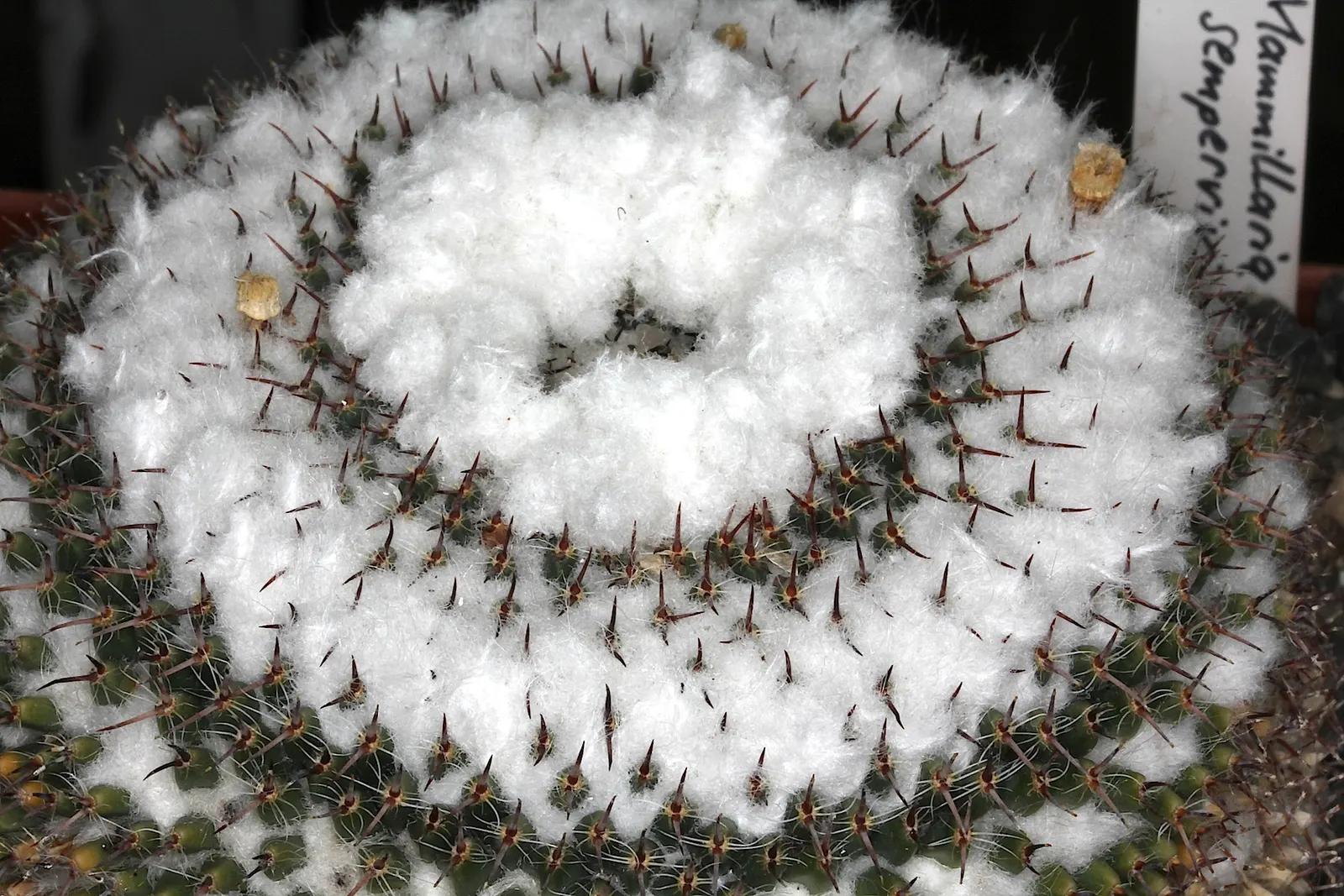 Pincushion Cactus (Mammillaria Tetrancistra) — this cactus thrives in USDA Hardiness Zones 9 to 11; native to the Southwestern United States and Northern Mexico