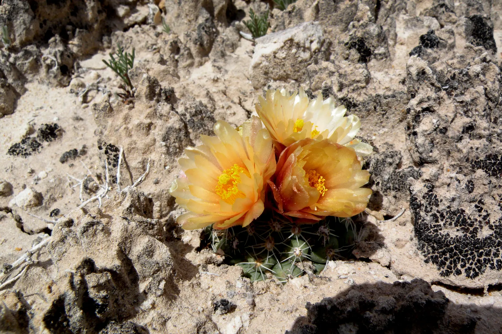 Pincushion Cactus (Mammillaria Tetrancistra) — measuring about 0.8 to 1.2 inches in diameter; pink flowers in the garden, image 67