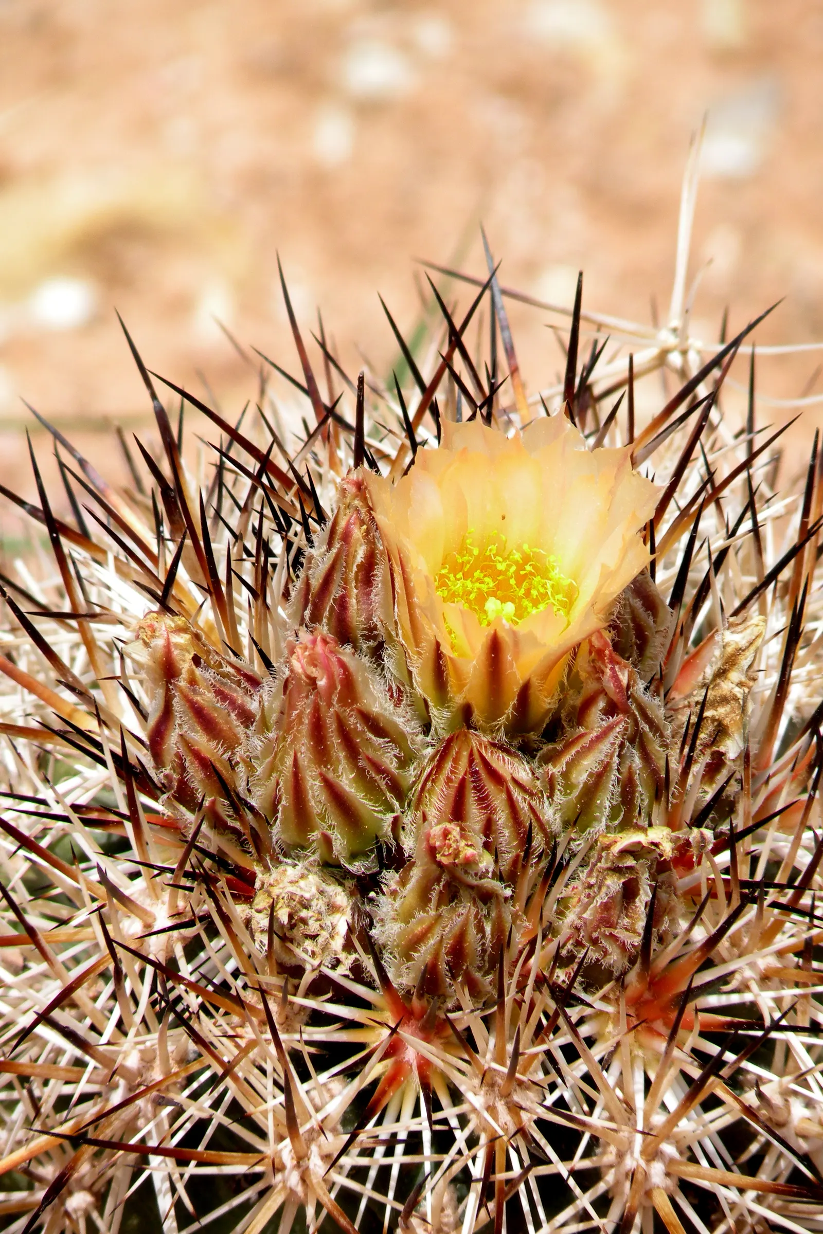 Pincushion Cactus (Mammillaria Tetrancistra) — Water moderately, allowing the soil to dry between watering