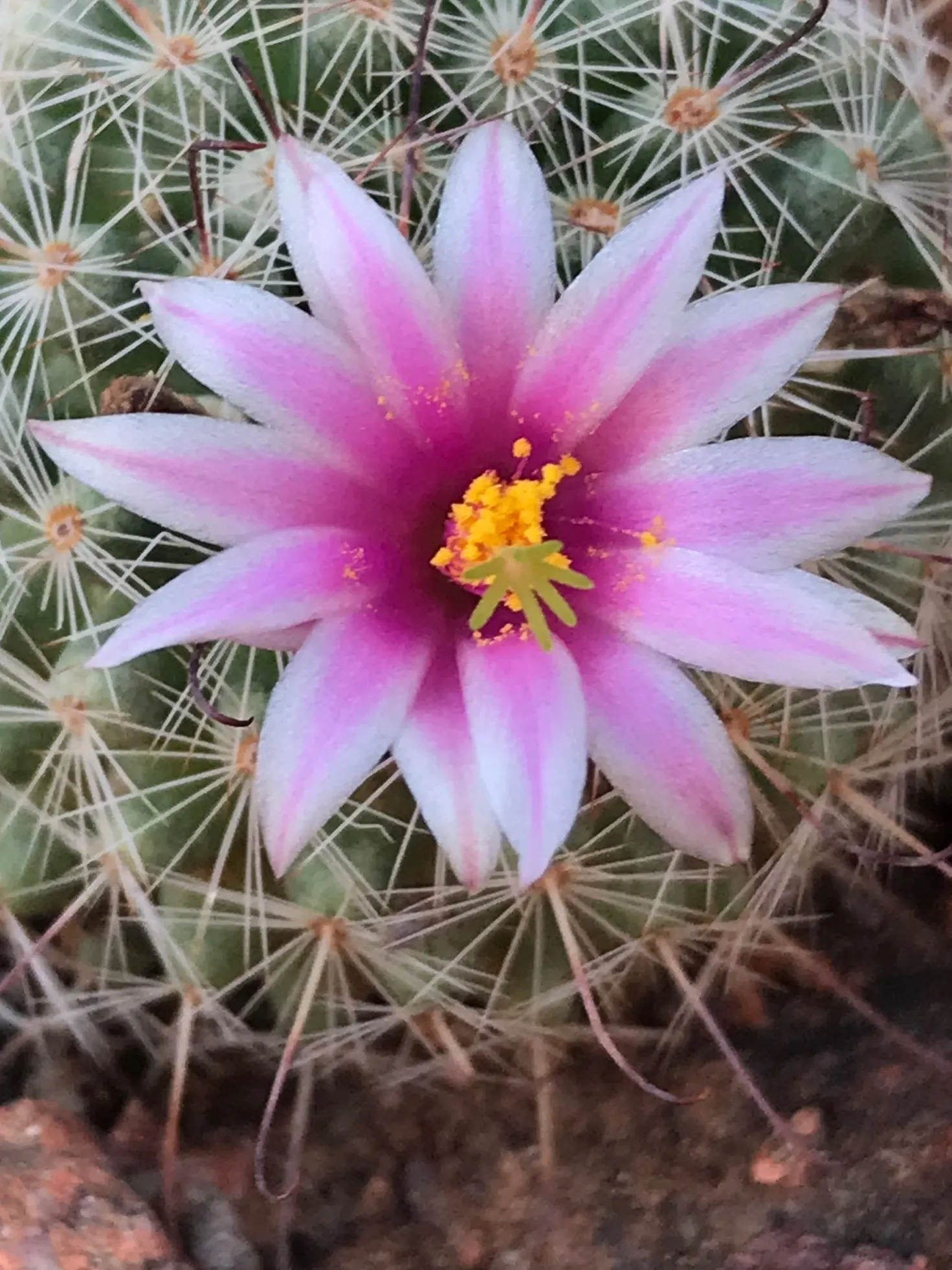 Pincushion Cactus (Mammillaria Tetrancistra) — pink flowers in the garden; this cactus thrives in USDA Hardiness Zones 9 to 11, image 76