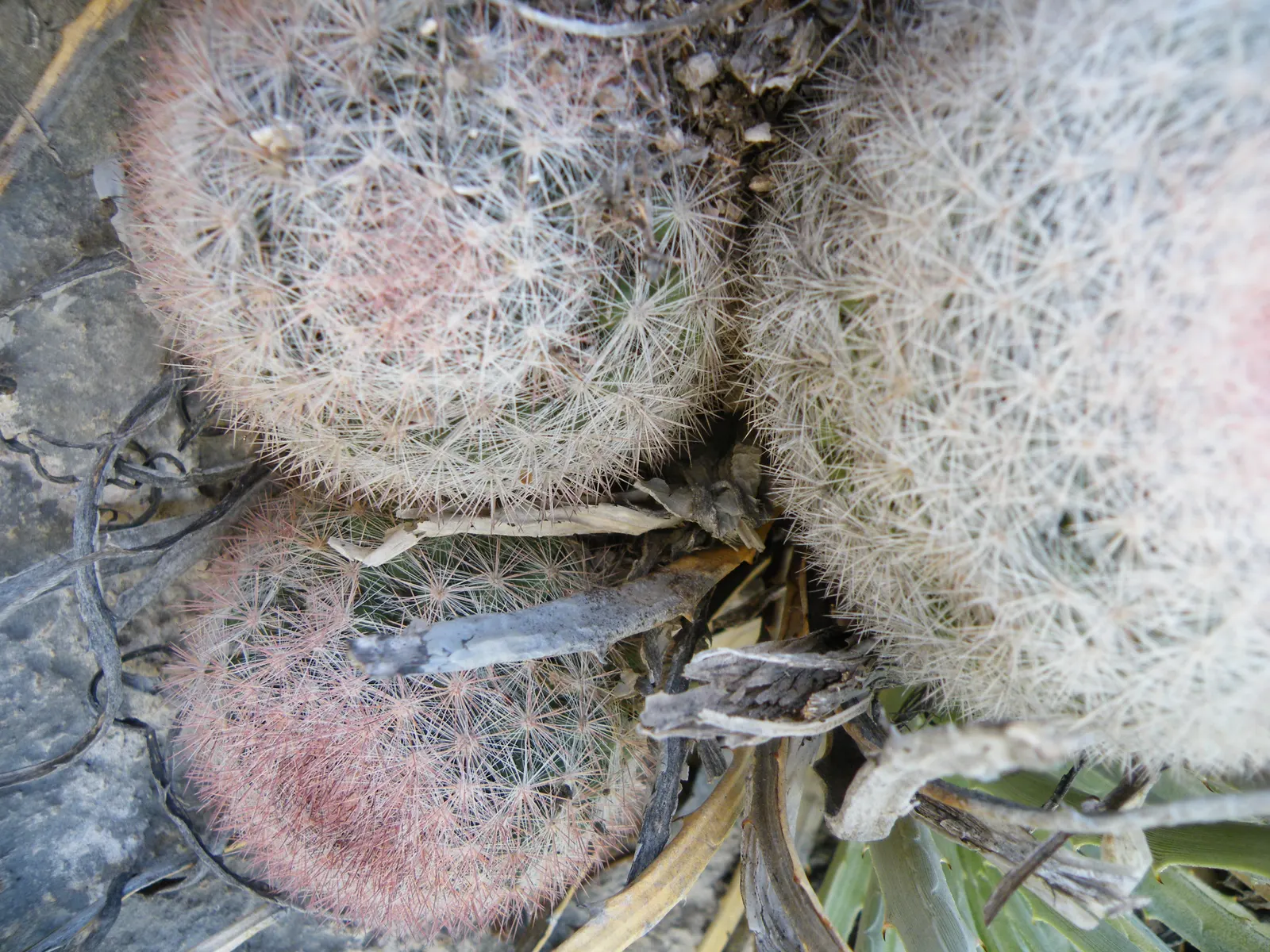 Pincushion Cactus (Mammillaria Tetrancistra) — cactus for full or half