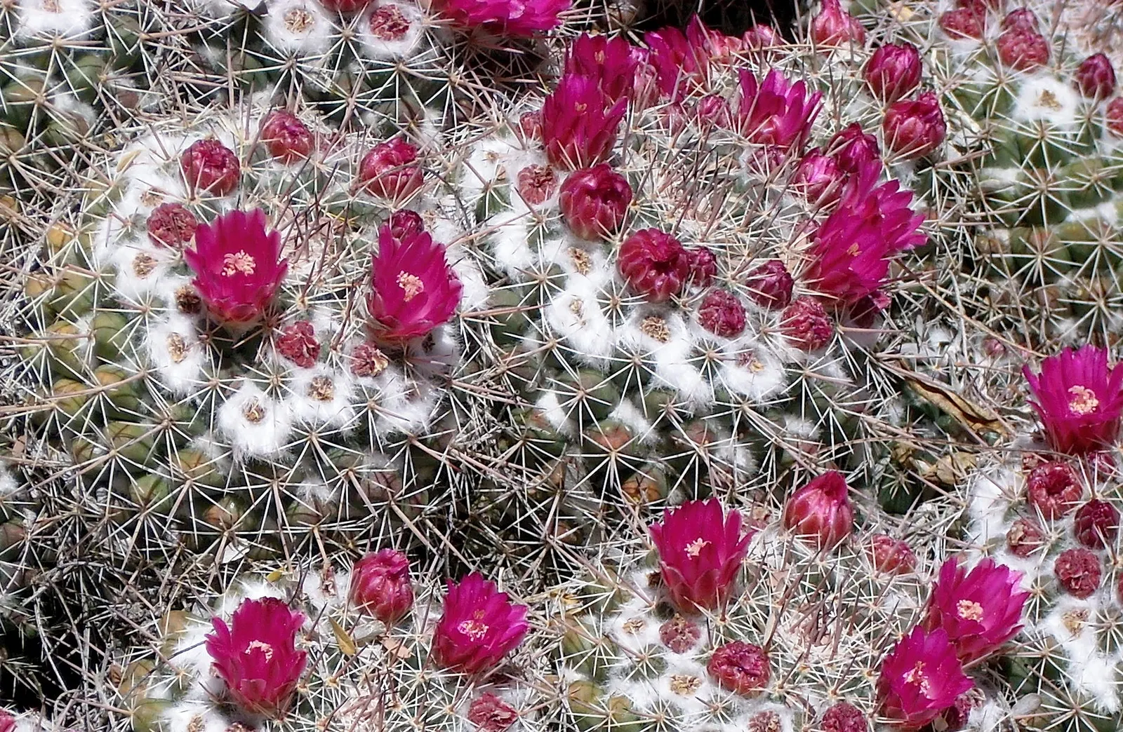 Pincushion Cactus (Mammillaria Tetrancistra) — Native to the Southwestern United States and Northern Mexico; the Pincushion Cactus (Mammillaria tetrancistra)