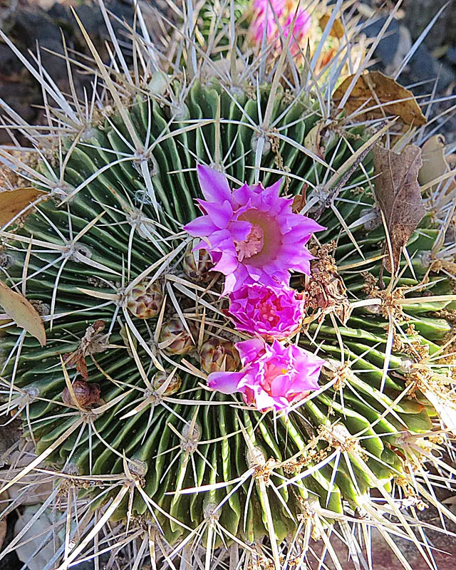 Pincushion Cactus (Mammillaria Tetrancistra) — a crucial aspect to ensure its health; makes it perfect for rock gardens