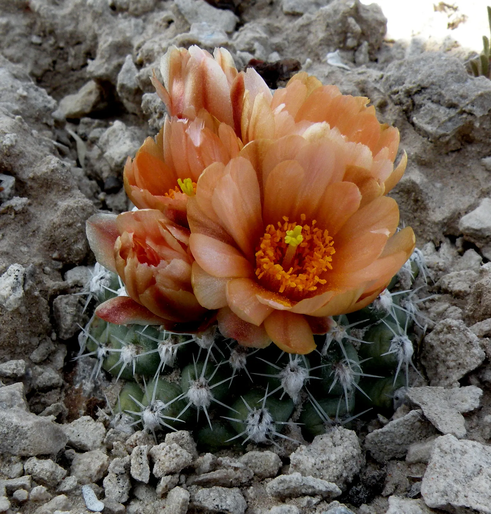 Pincushion Cactus (Mammillaria Tetrancistra) — Its low-maintenance and drought-tolerant nature makes it a practical choice for water-wise, image 58