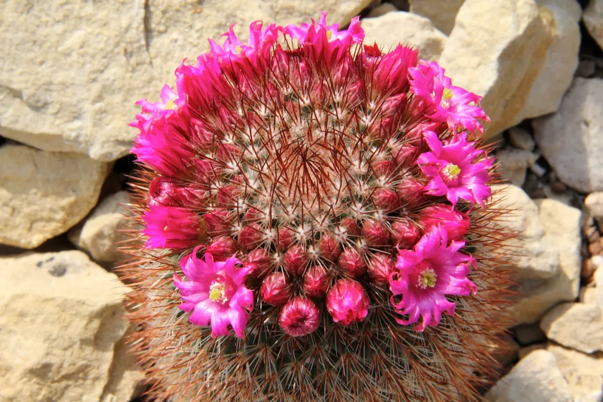 Pincushion Cactus (Mammillaria Tetrancistra) — When incorporating Mammillaria tetrancistra into your design; well-suited for adding a touch of, image 98