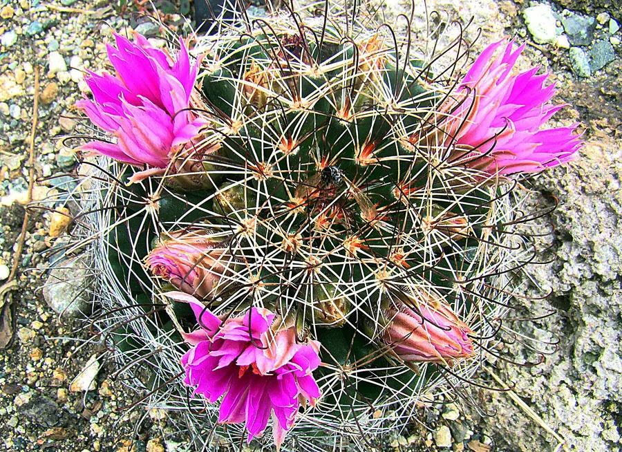 Pincushion Cactus (Mammillaria Tetrancistra) — Its low-maintenance and drought-tolerant nature makes it a practical choice for water-wise, image 84