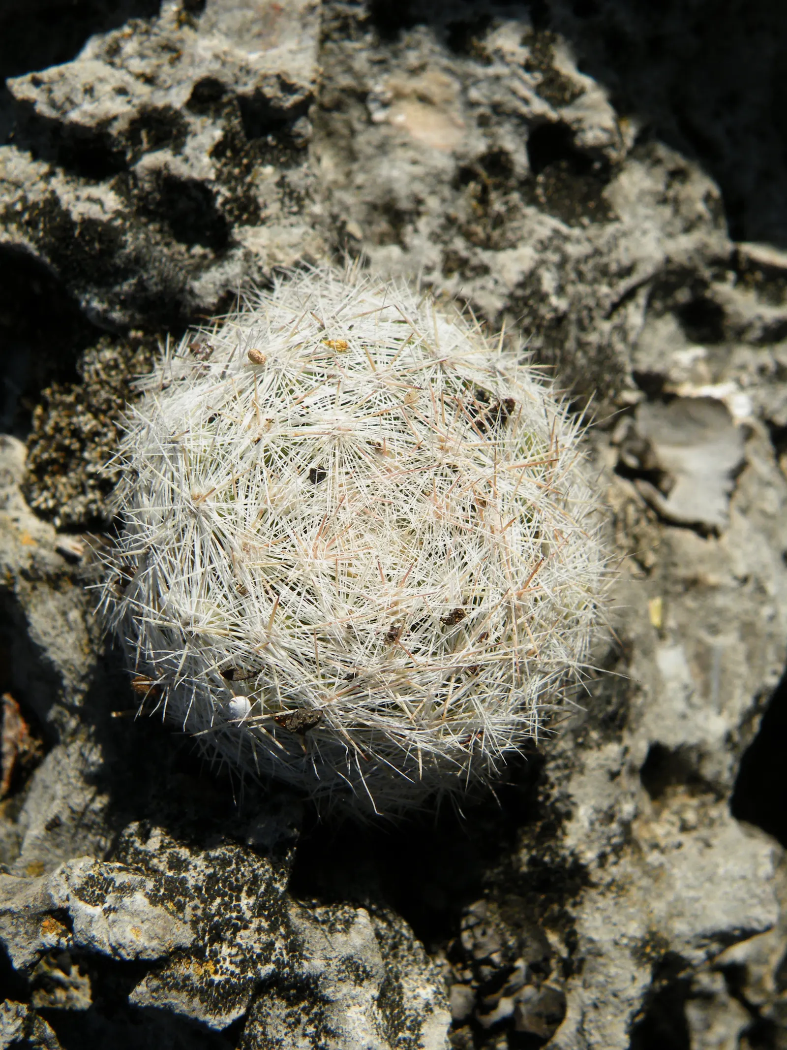 Pincushion Cactus (Mammillaria Tetrancistra) — pink flowers in the garden