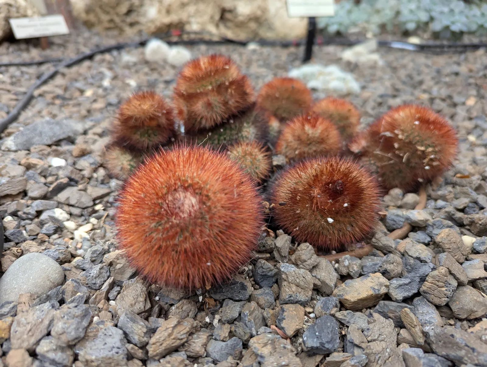 Pincushion Cactus (Mammillaria Tetrancistra) — sustainable garden design; growing 2 to 6 inches tall and wide, image 101