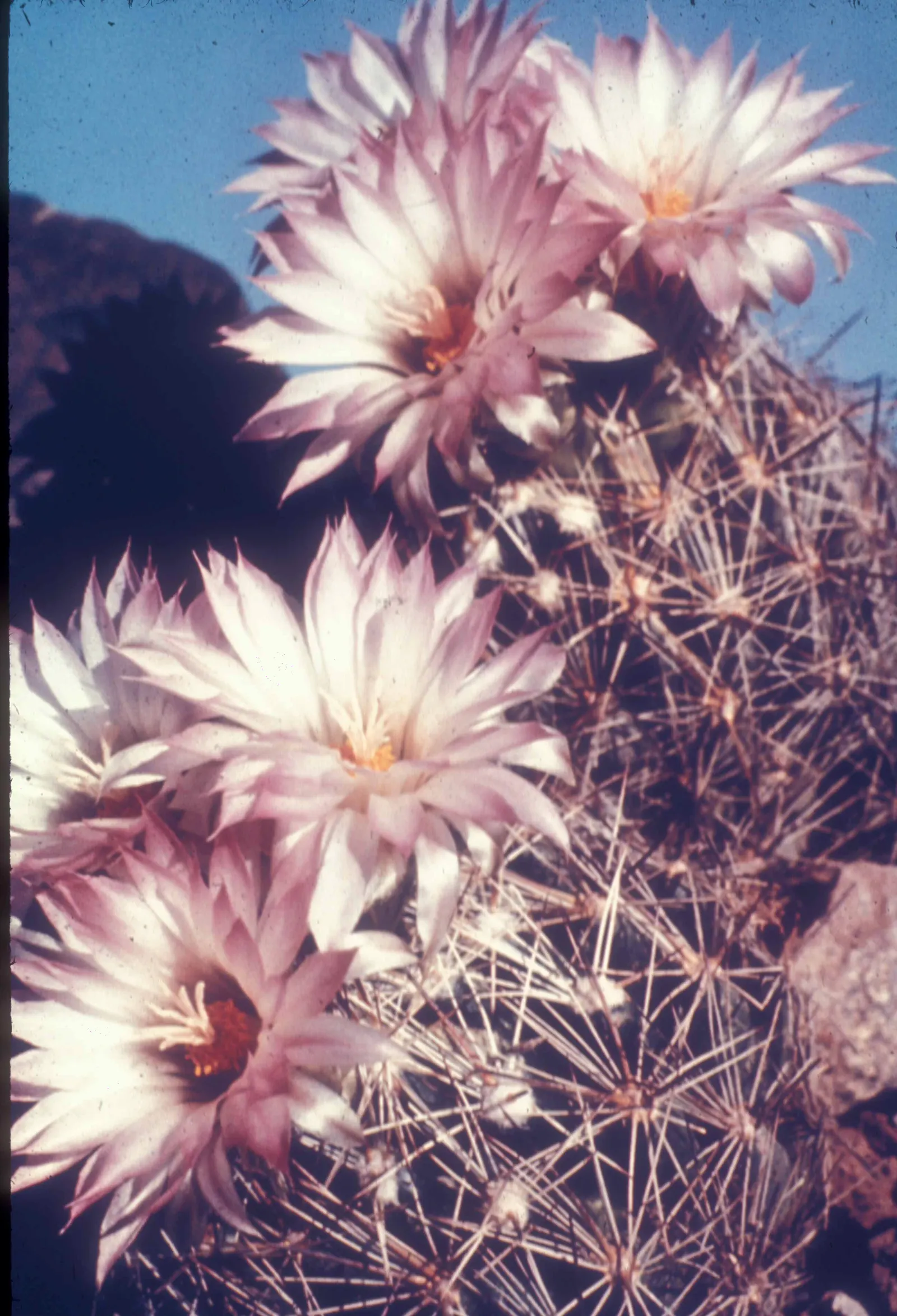 Pincushion Cactus (Mammillaria Tetrancistra) — as it is susceptible to root rot if overwatered