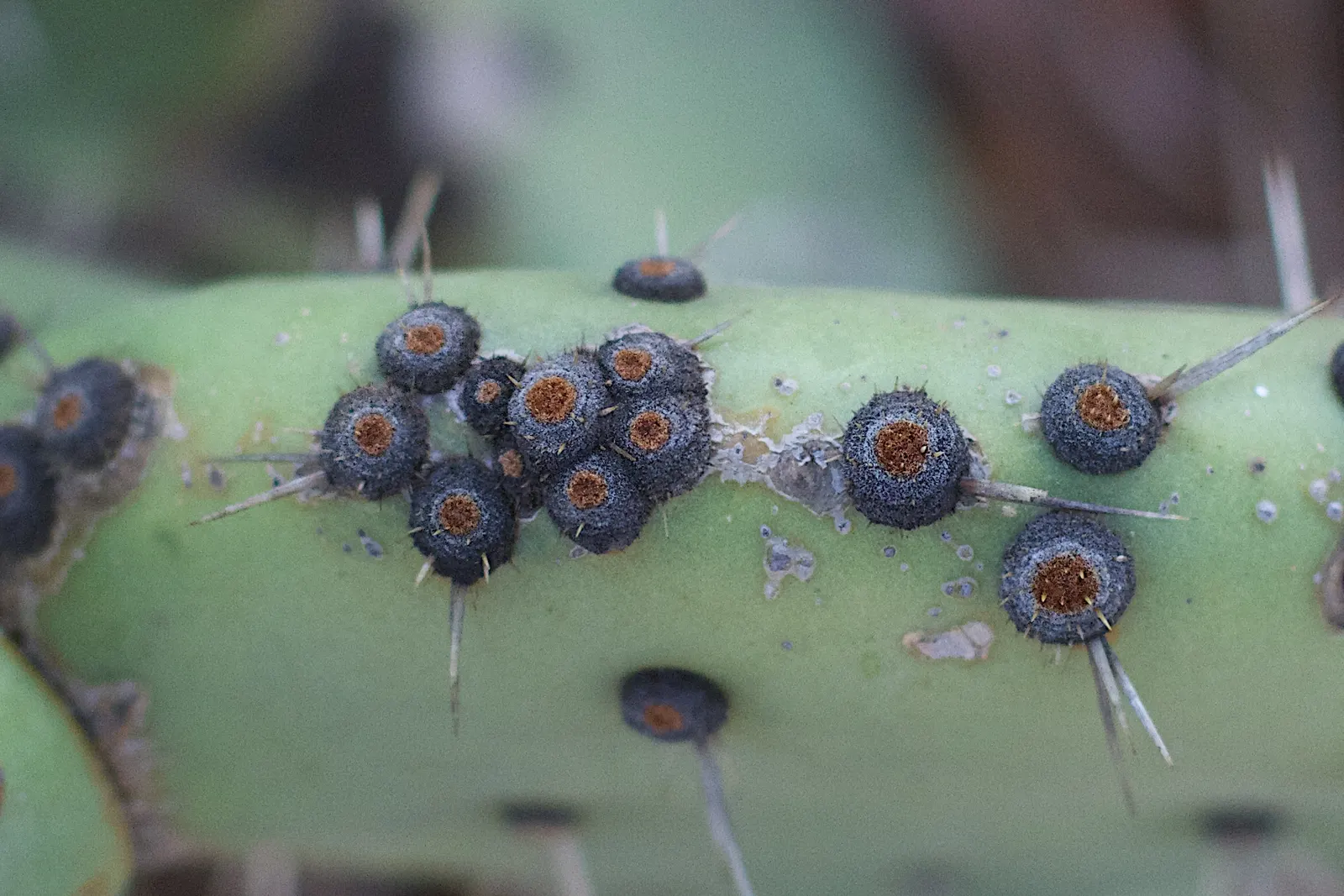 Pincushion Cactus (Mammillaria Tetrancistra) — well-suited for adding a touch of unique texture and form to any arid landscape; when incorporating, image 85