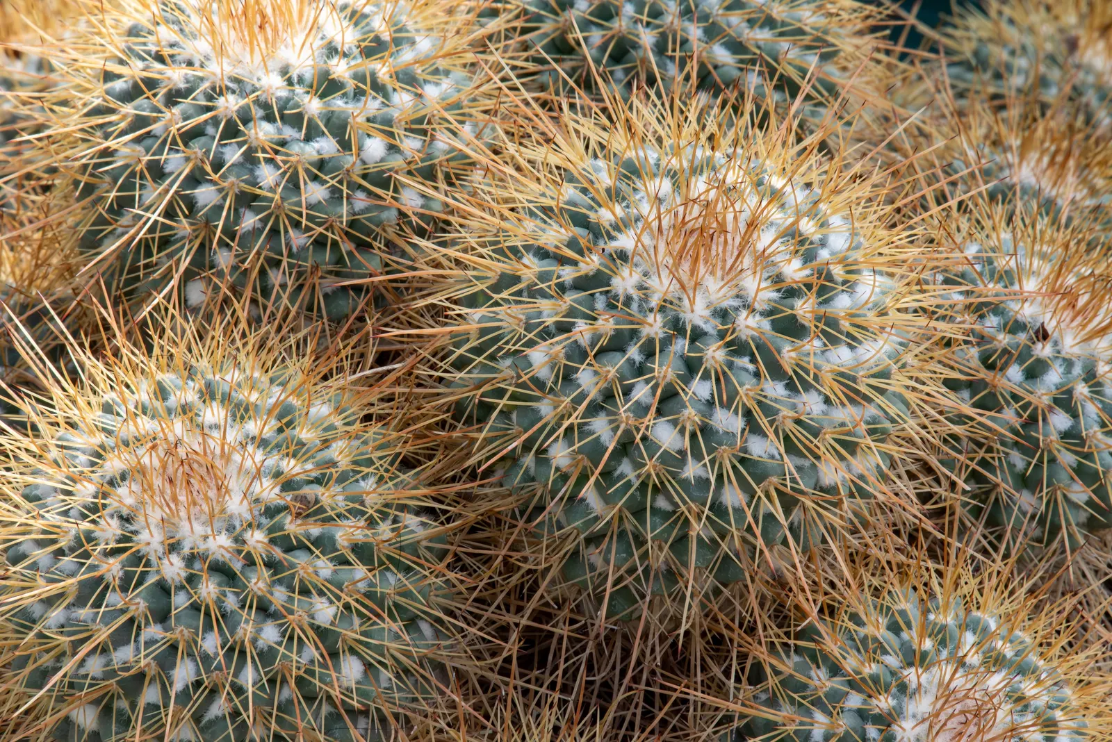 Pincushion Cactus (Mammillaria Tetrancistra) — Thrives in USDA Zones 9-11, preferring full sun and well-draining soil; cactus with pink blooms, image 108