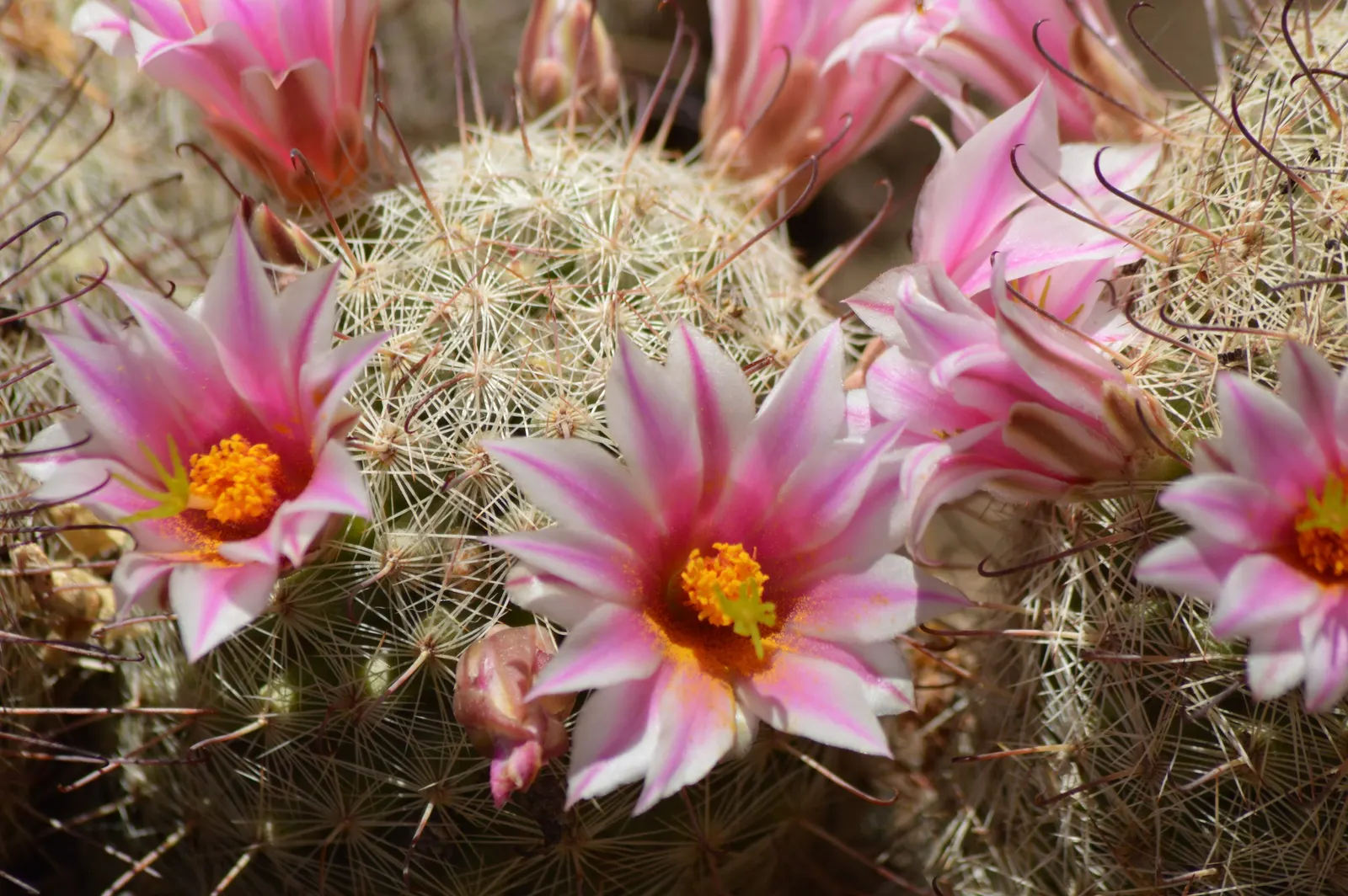 Pincushion Cactus (Mammillaria Tetrancistra) — When incorporating Mammillaria tetrancistra into your design; well-suited for adding a touch of, image 72