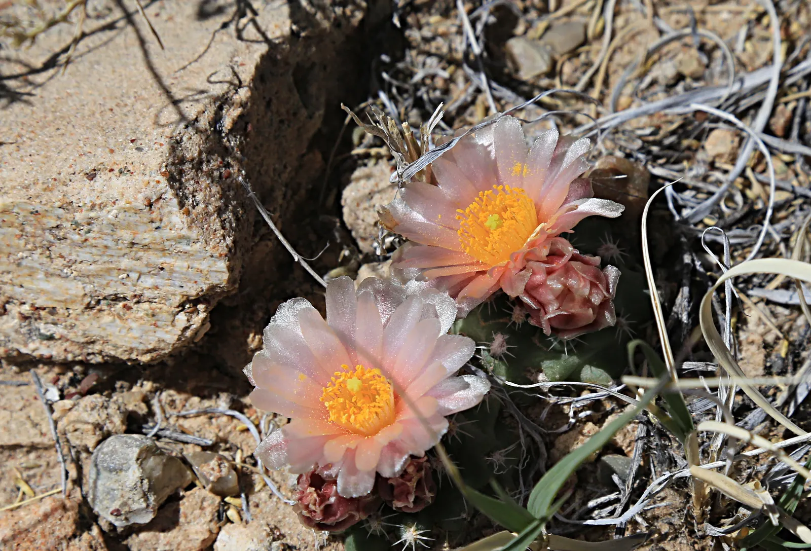 Pincushion Cactus (Mammillaria Tetrancistra) — typically reaching a height of 2 to 6 inches and a spread of similarly 2 to 4 inches; this desert, image 63