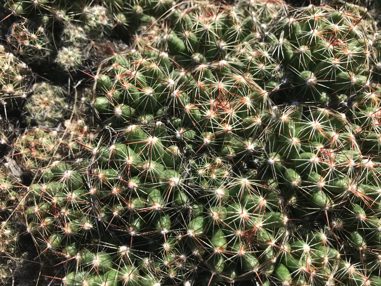 Pincushion Cactus (Mammillaria Tetrancistra) — as it is susceptible to root rot if overwatered; minimal maintenance is required; occasional, image 70