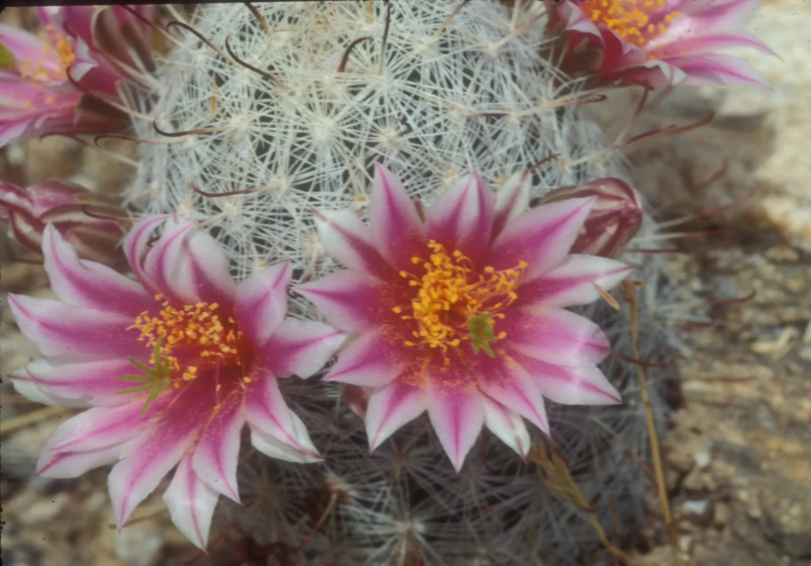 Pincushion Cactus (Mammillaria Tetrancistra) — The Pincushion Cactus (Mammillaria tetrancistra) is a compact; thrives in USDA Zones 9-11, preferring full sun