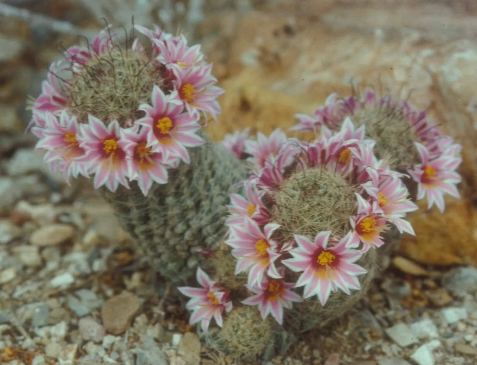 Pincushion Cactus (Mammillaria Tetrancistra) — providing a dramatic contrast against its green spherical body; the plant's diminutive size