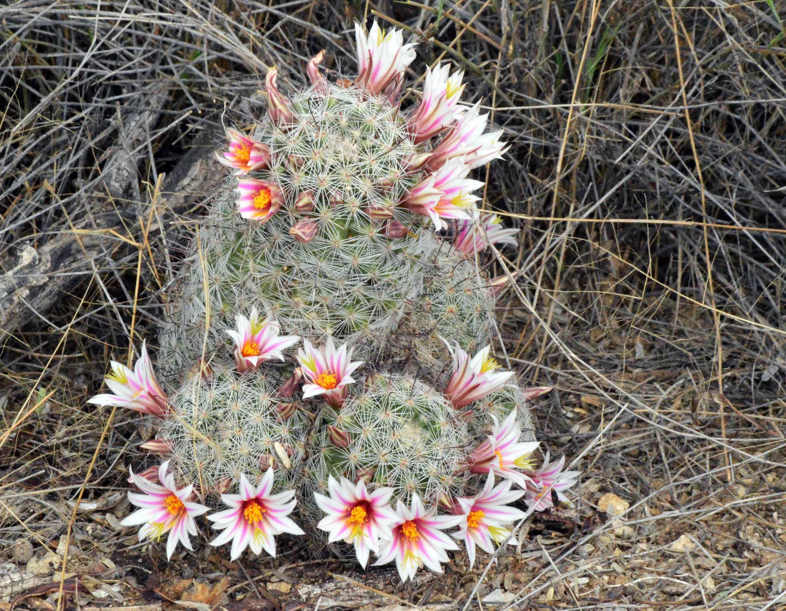 Pincushion Cactus (Mammillaria Tetrancistra) — sustainable garden design; growing 2 to 6 inches tall and wide, image 75