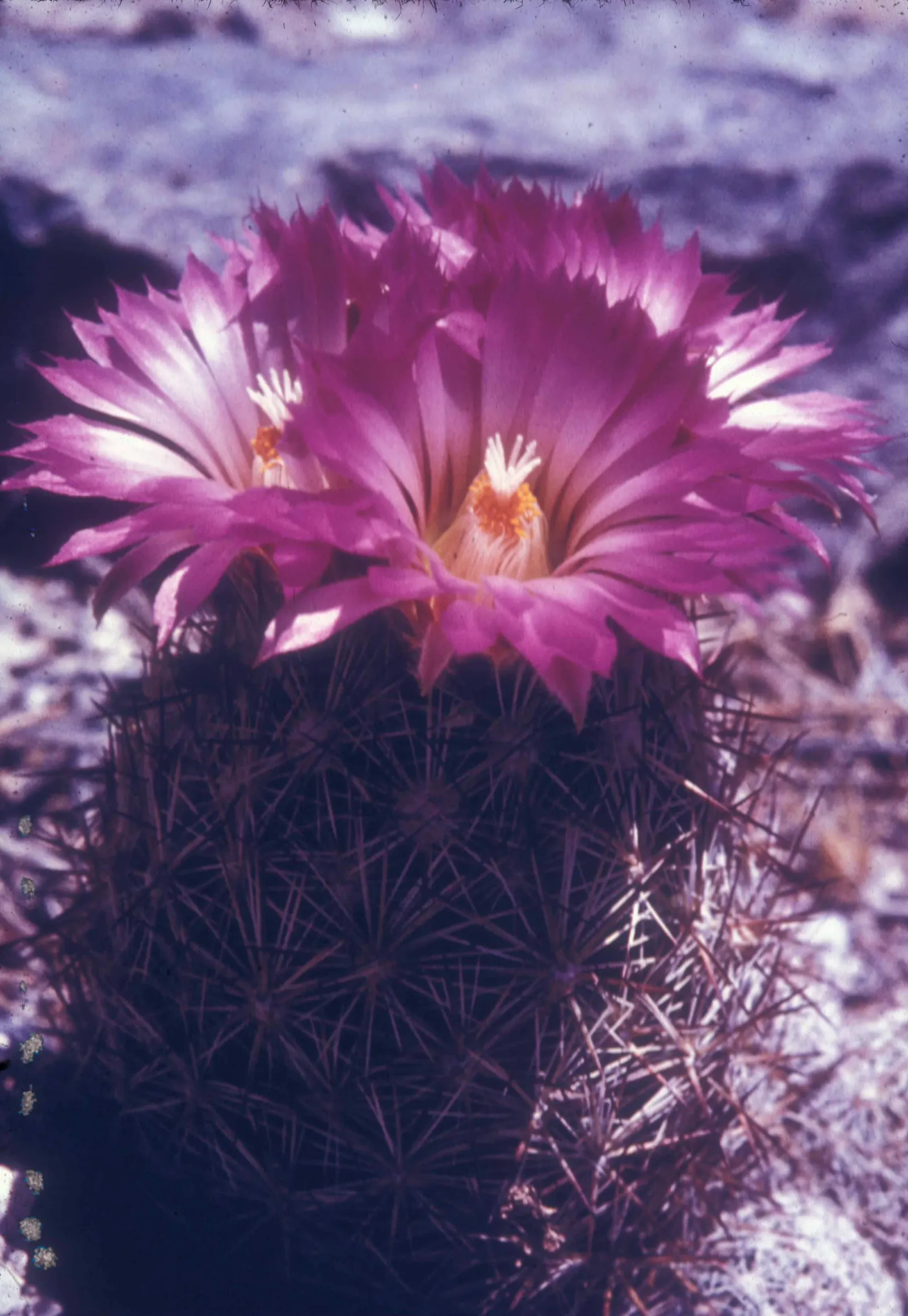 Pincushion Cactus (Mammillaria Tetrancistra) — Spring and summer bring a charming display of vibrant pink or purple flowers; a crucial aspect to, image 66