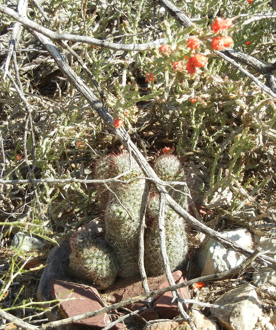 Pincushion Cactus (Mammillaria Tetrancistra) — well-suited for adding a touch of unique texture and form to any arid landscape