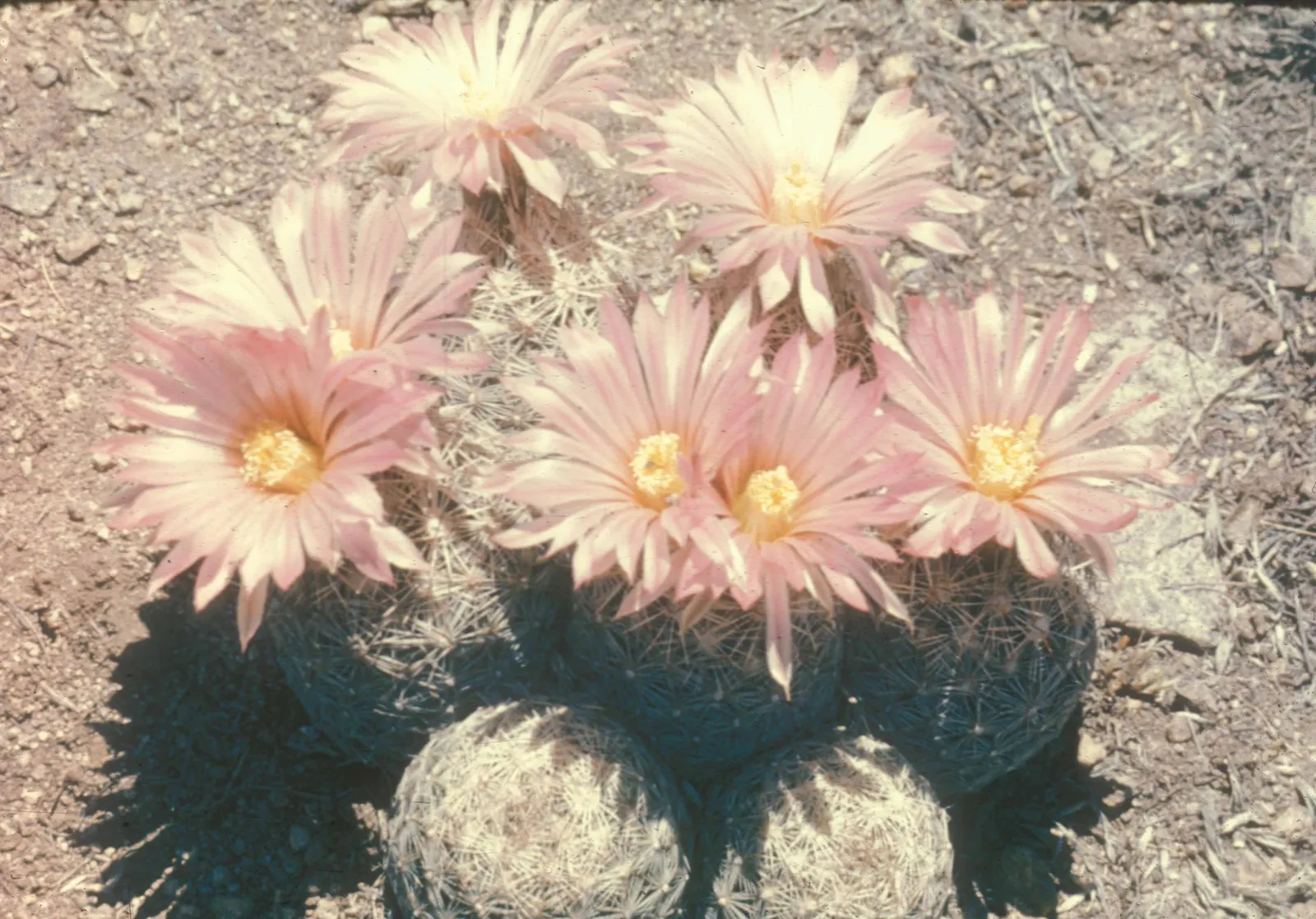 Pincushion Cactus (Mammillaria Tetrancistra) — which encircle the cactus crown; water moderately, allowing the soil to dry between watering, image 94