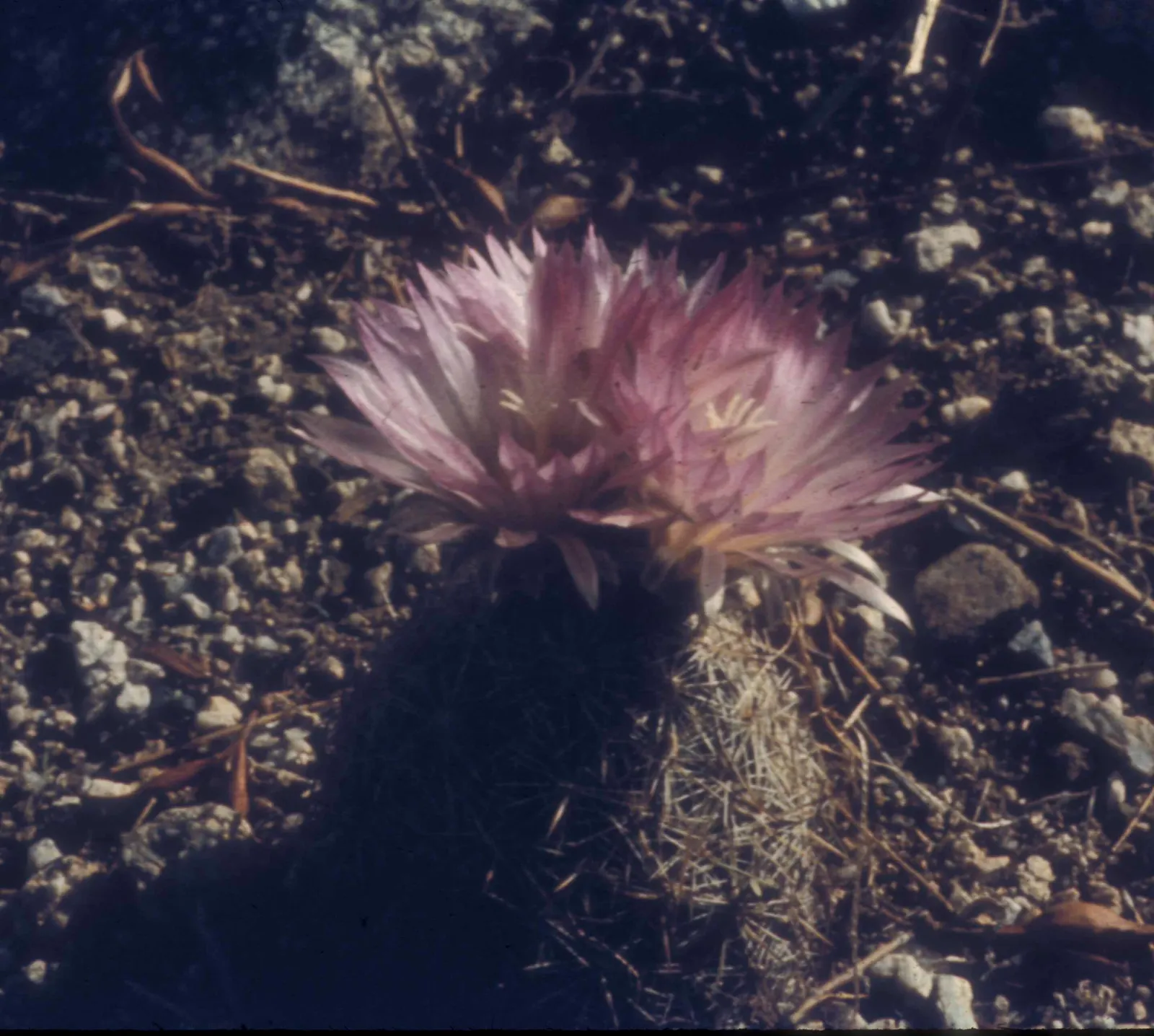 Pincushion Cactus (Mammillaria Tetrancistra) — The Pincushion Cactus (Mammillaria tetrancistra) is a compact; thrives in USDA Zones 9-11, image 53