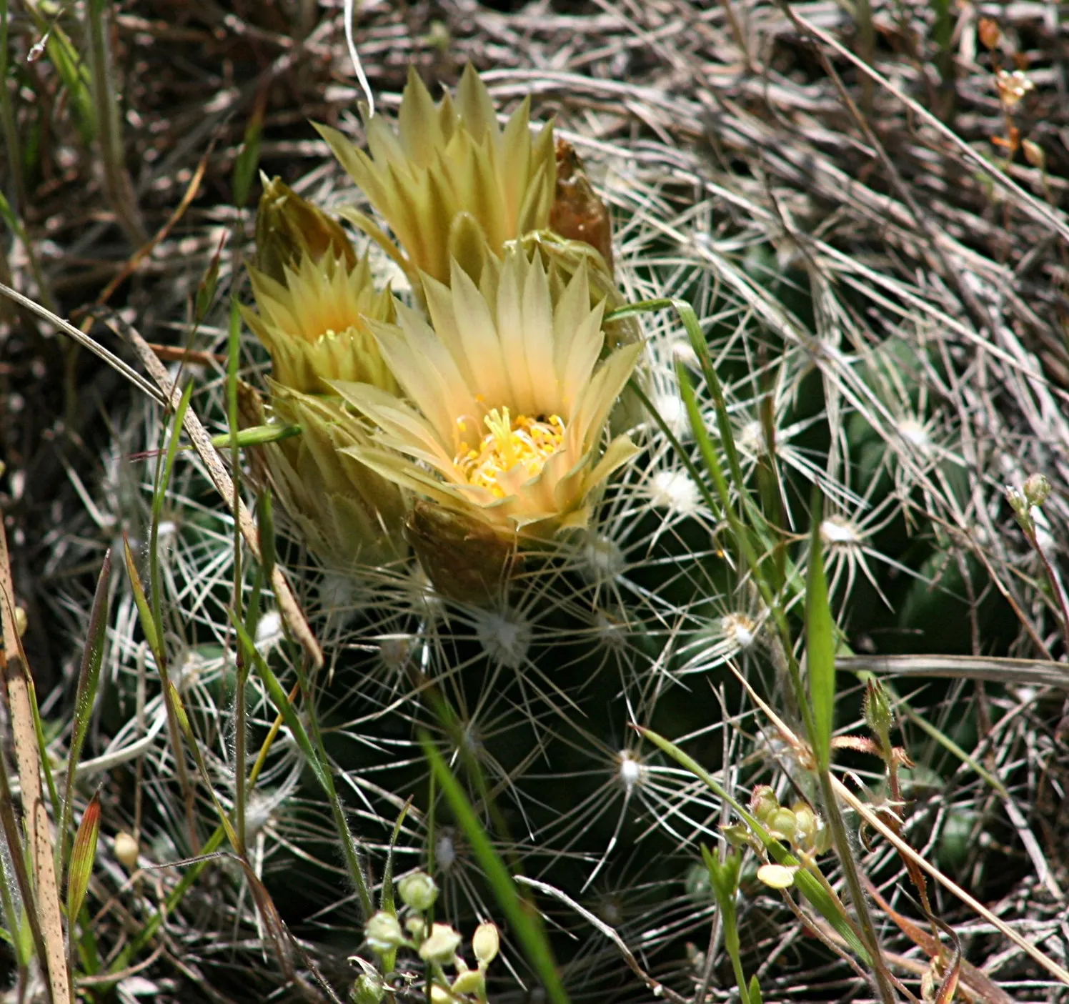Pincushion Cactus (Mammillaria Tetrancistra) — Spring and summer bring a charming display of vibrant pink or purple flowers