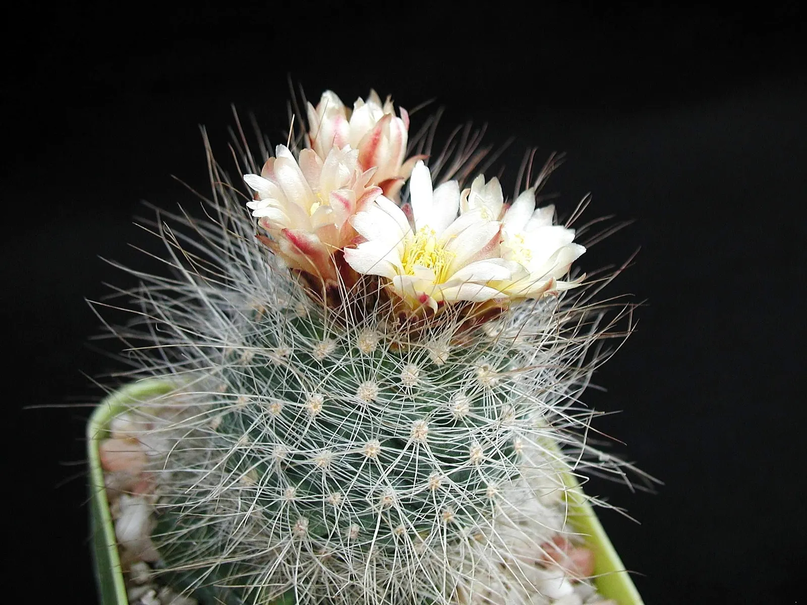 Pincushion Cactus (Mammillaria Tetrancistra) — providing a dramatic contrast against its green spherical body; the plant's diminutive size, image 65