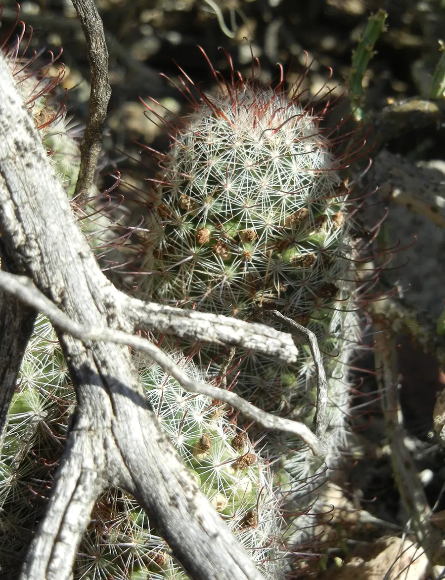 Pincushion Cactus (Mammillaria Tetrancistra) — Minimal maintenance is required; occasional watering during dry spells is sufficient to sustain its, image 45