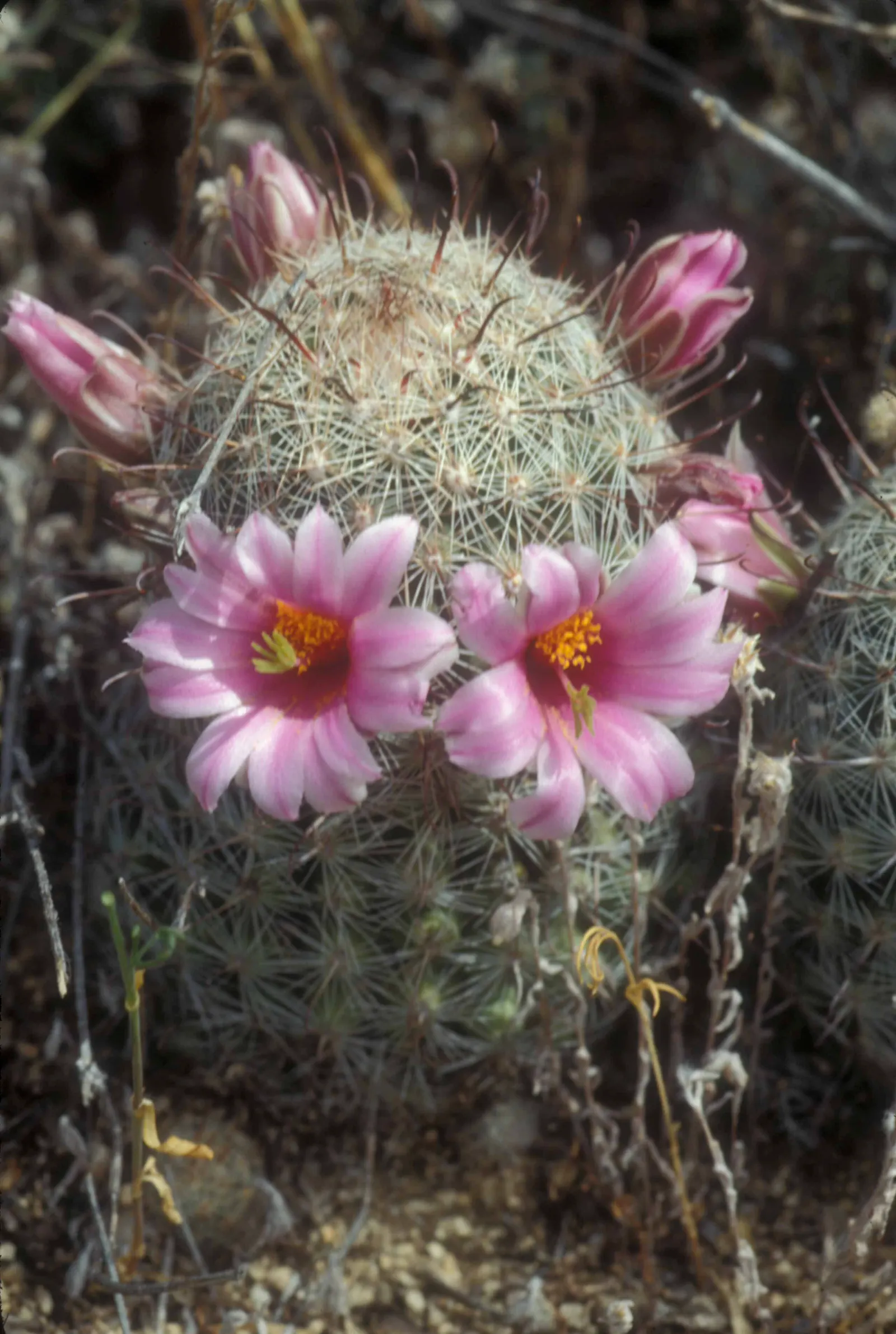 Pincushion Cactus (Mammillaria Tetrancistra) — Thrives in USDA Zones 9-11, preferring full sun and well-draining soil; cactus with pink blooms, image 82