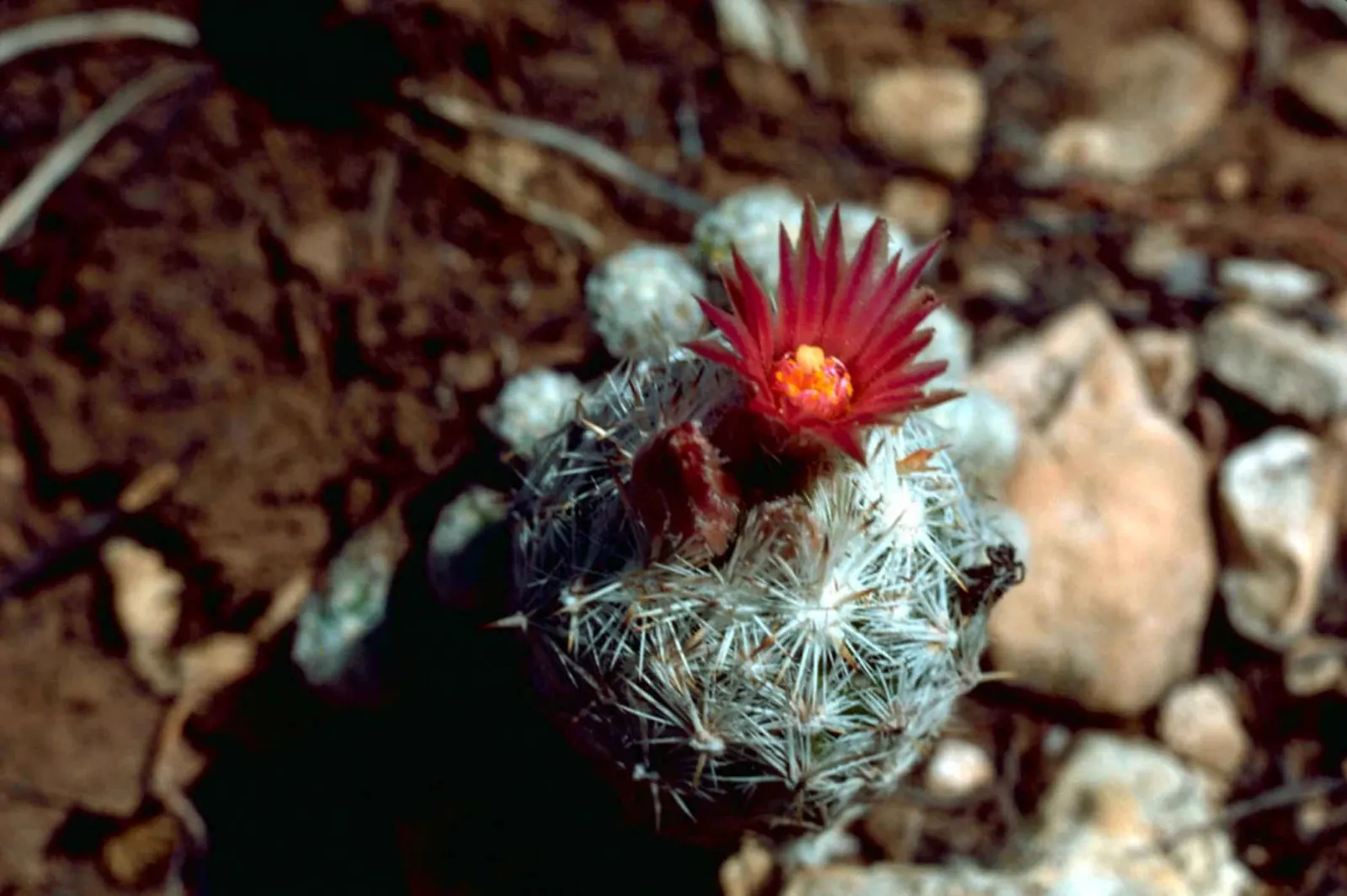 Pincushion Cactus (Mammillaria Tetrancistra) — It features dense spines and pink blossoms in spring; as it is susceptible to root rot if overwatered, image 81