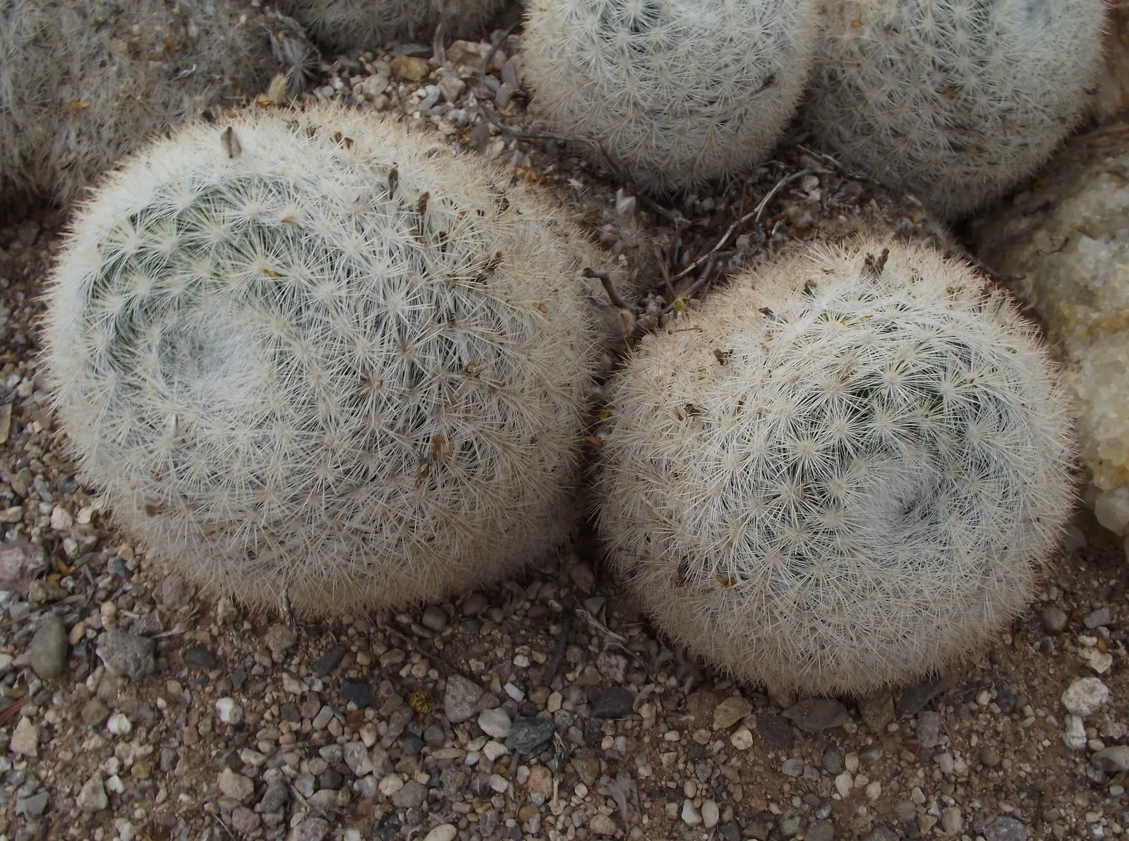 Pincushion Cactus (Mammillaria Tetrancistra) — makes it perfect for rock gardens