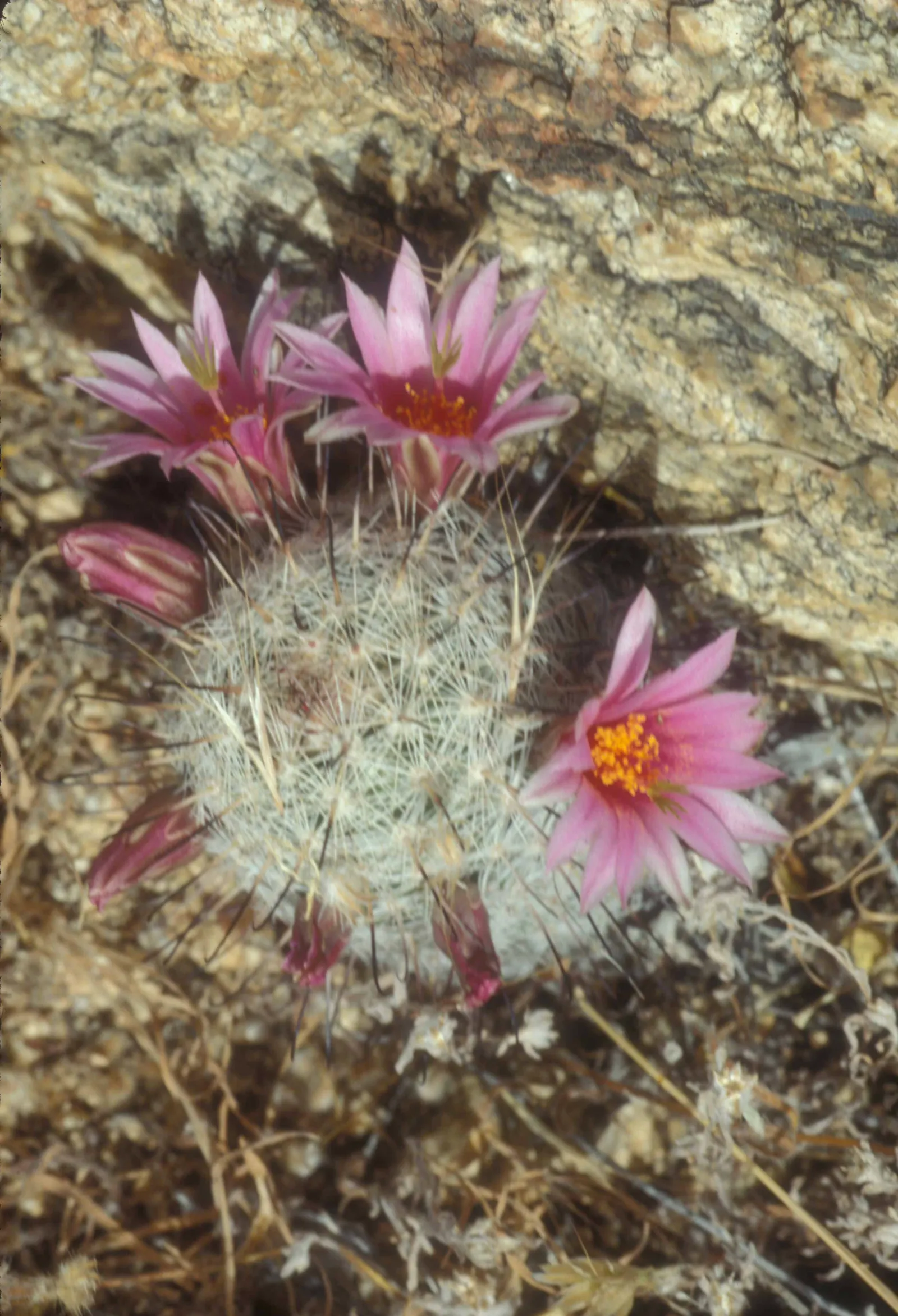 Pincushion Cactus (Mammillaria Tetrancistra) — Water moderately, allowing the soil to dry between watering; its low-maintenance and drought-tolerant nature
