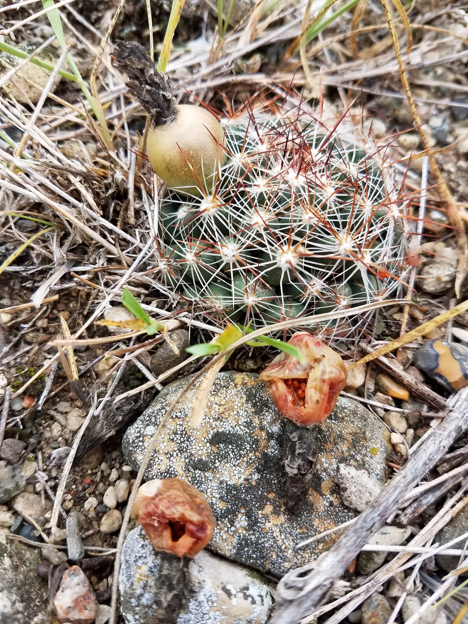 Pincushion Cactus (Mammillaria Tetrancistra) — Water moderately, allowing the soil to dry between watering; its low-maintenance and, image 83