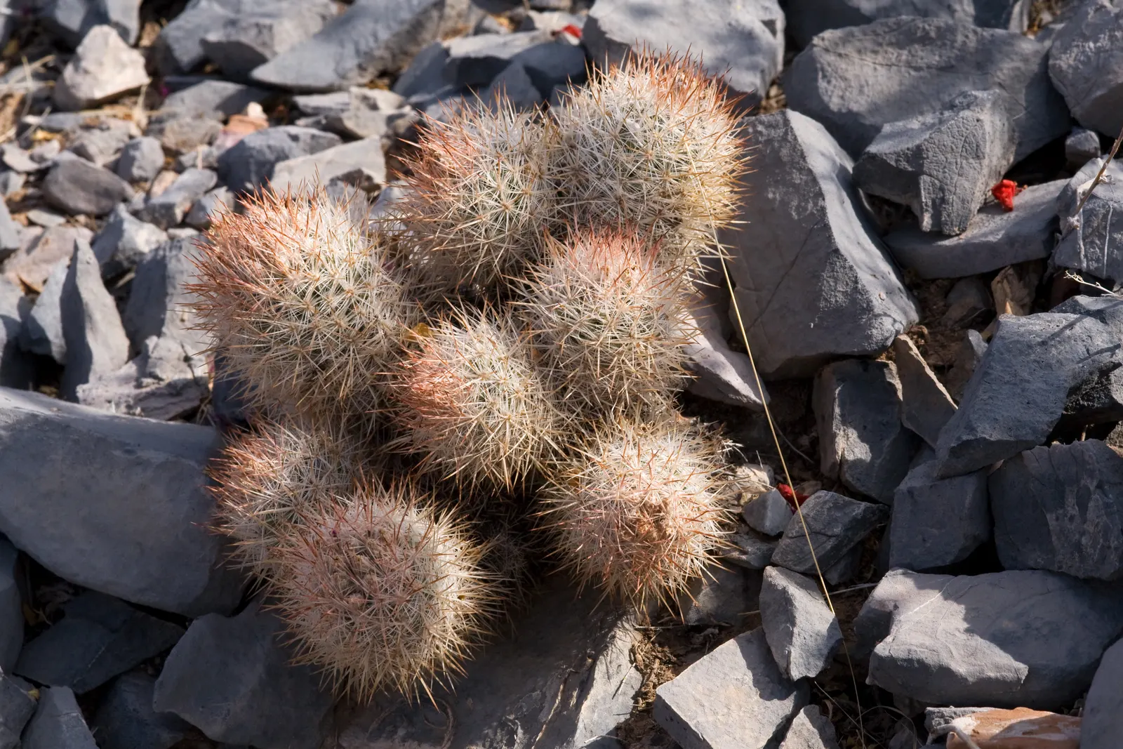 Pincushion Cactus (Mammillaria Tetrancistra) — providing a dramatic contrast against its green spherical body; the plant's diminutive size, image 91
