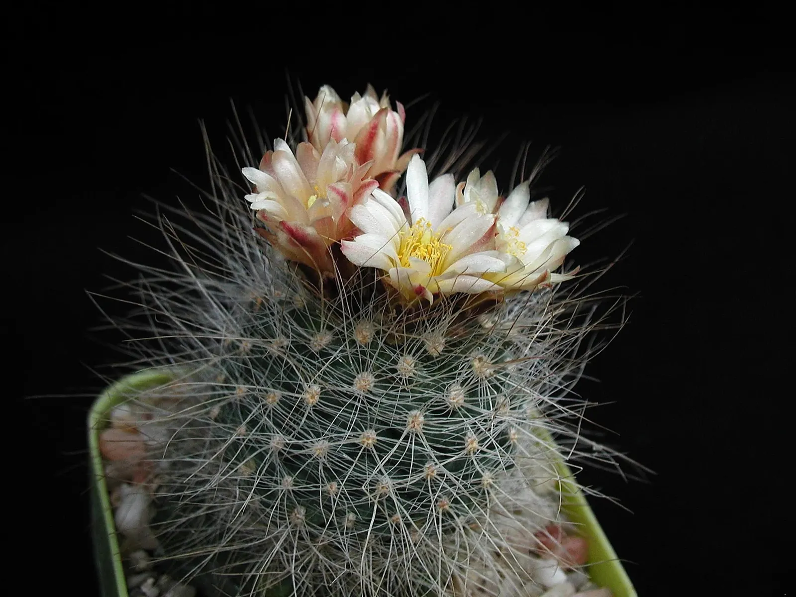Pincushion Cactus (Mammillaria Tetrancistra) — well-suited for adding a touch of unique texture and form to any arid landscape; when incorporating, image 59