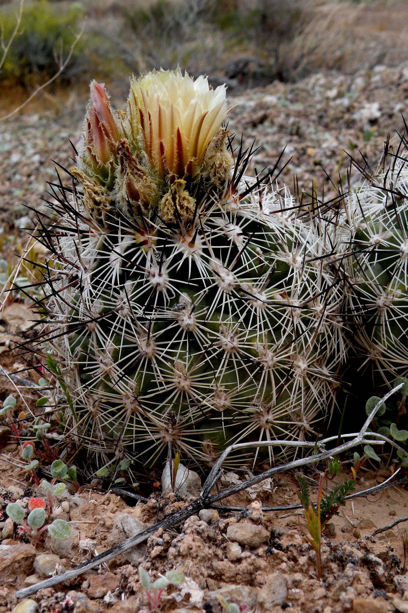 Pincushion Cactus (Mammillaria Tetrancistra) — measuring about 0.8 to 1.2 inches in diameter; pink flowers in the garden, image 93